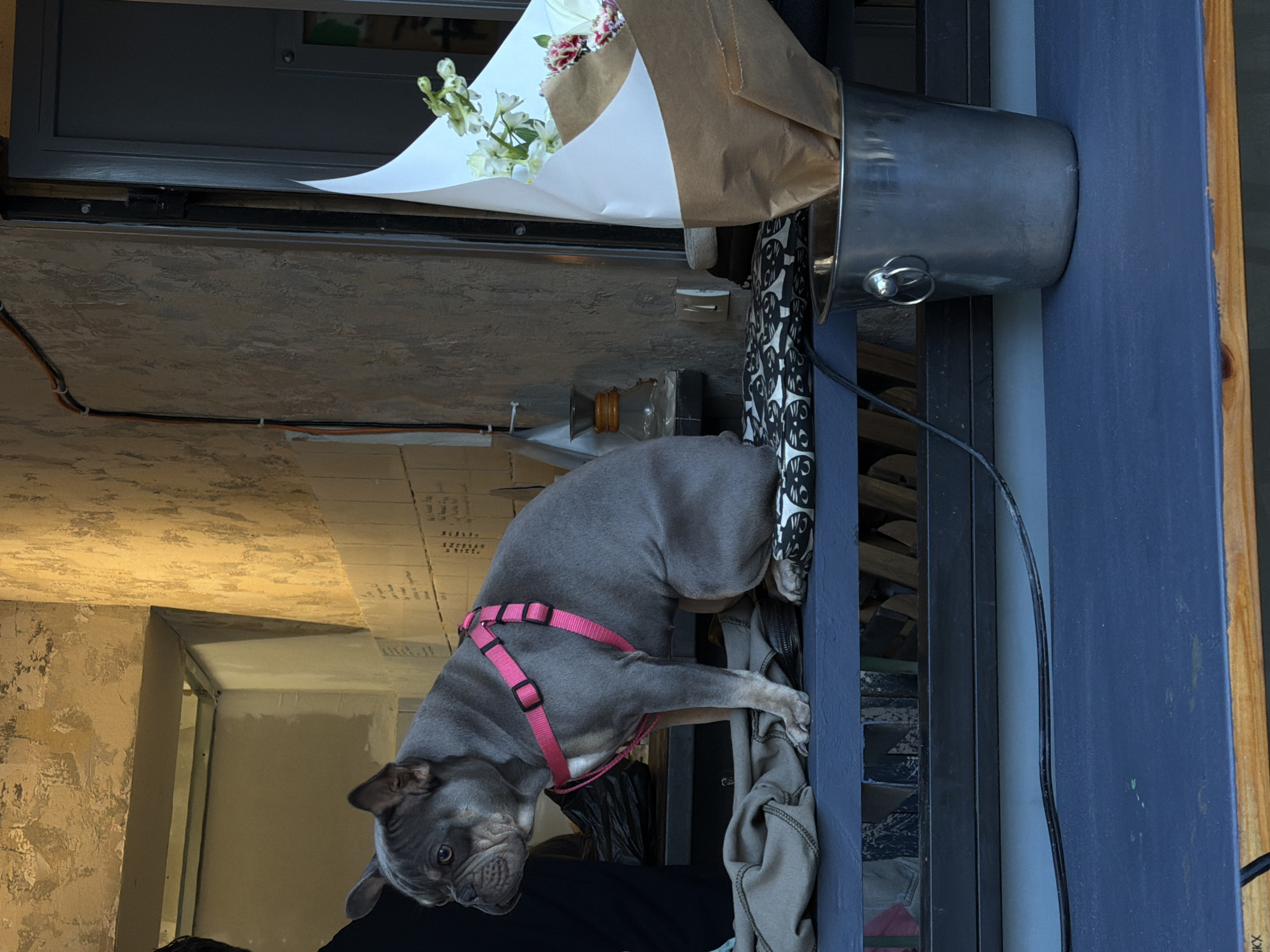 Dogs spotted around Tel Aviv in separate afternoon sightings