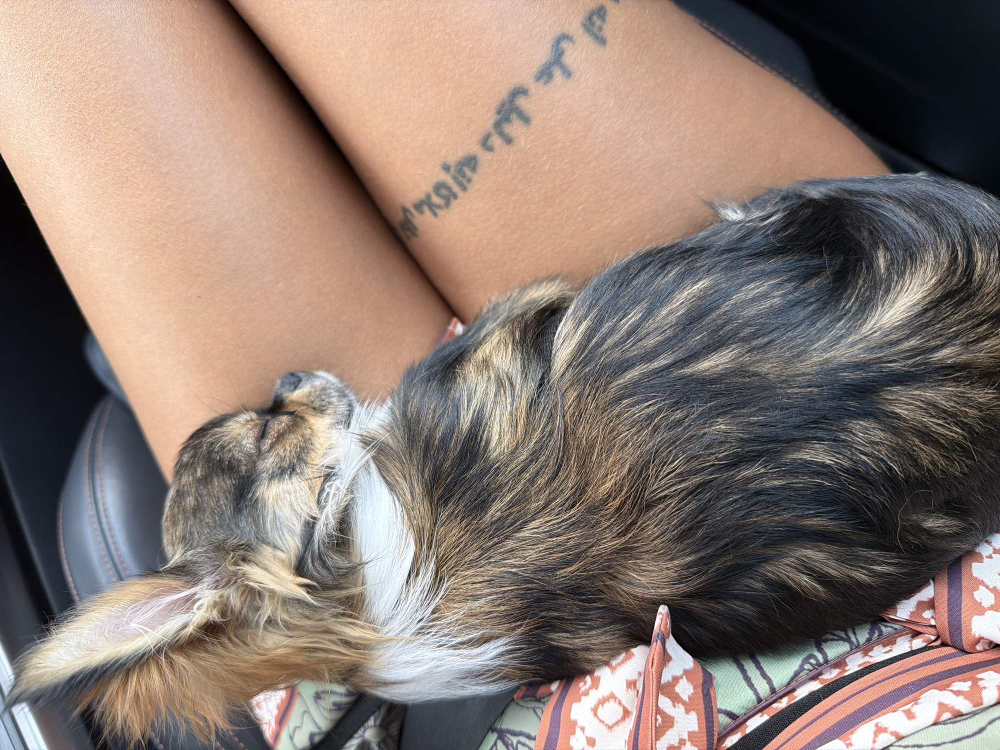 Chihuahua naps through a highway drive near Burgas