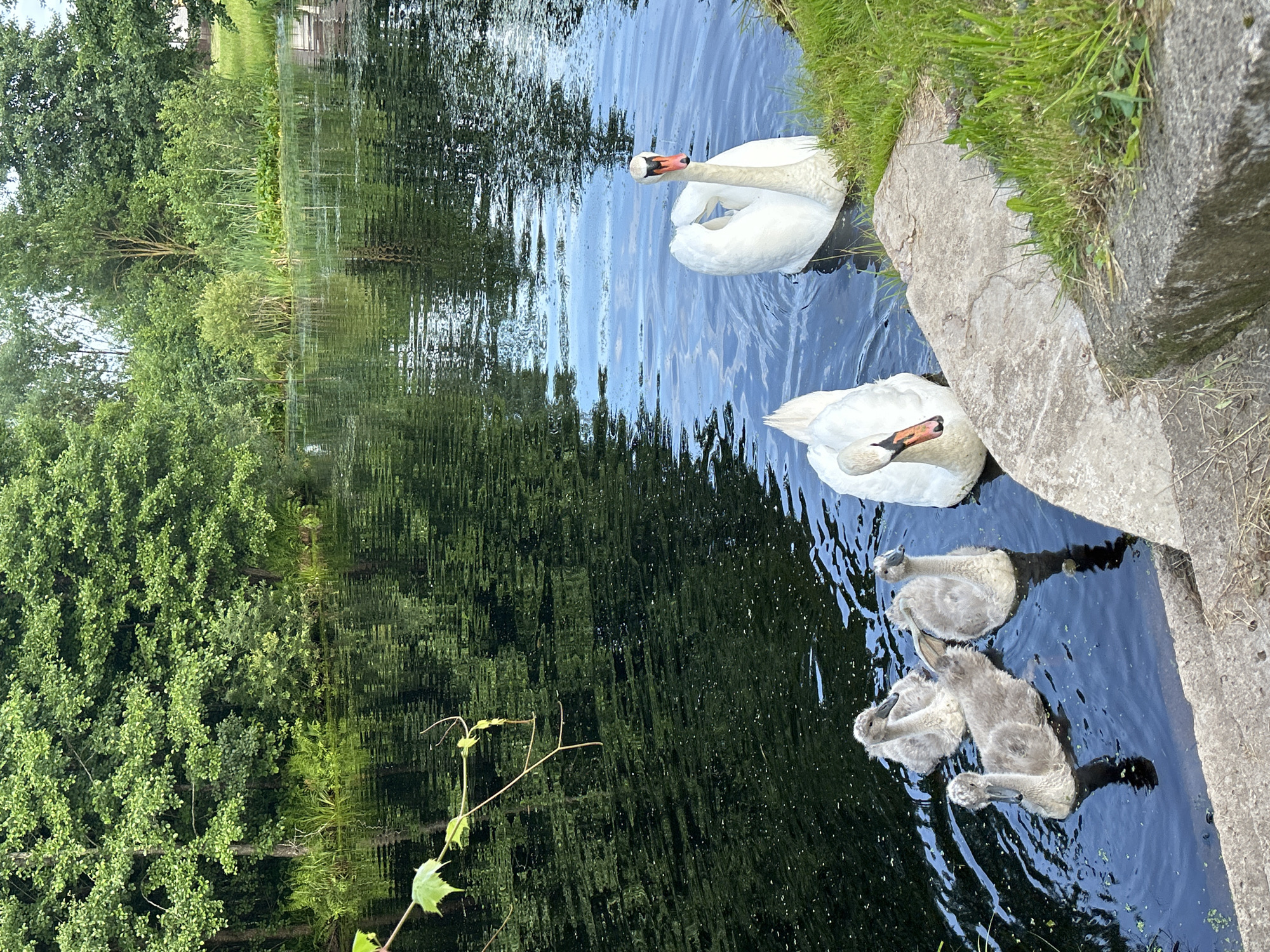 Swan family on a still Belarusian lake, midsummer