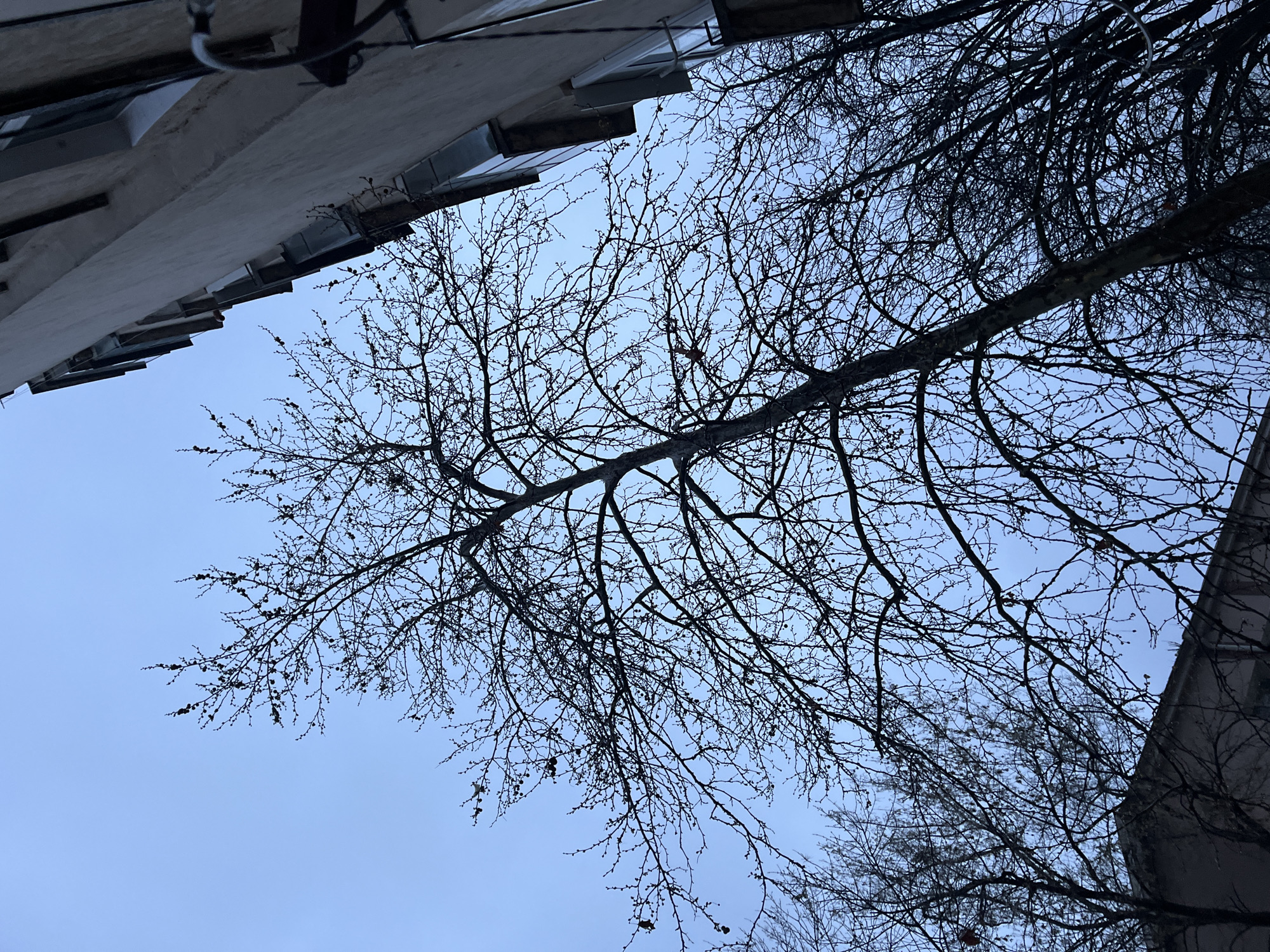 Spring sky view through bare branches in Montana, Bulgaria