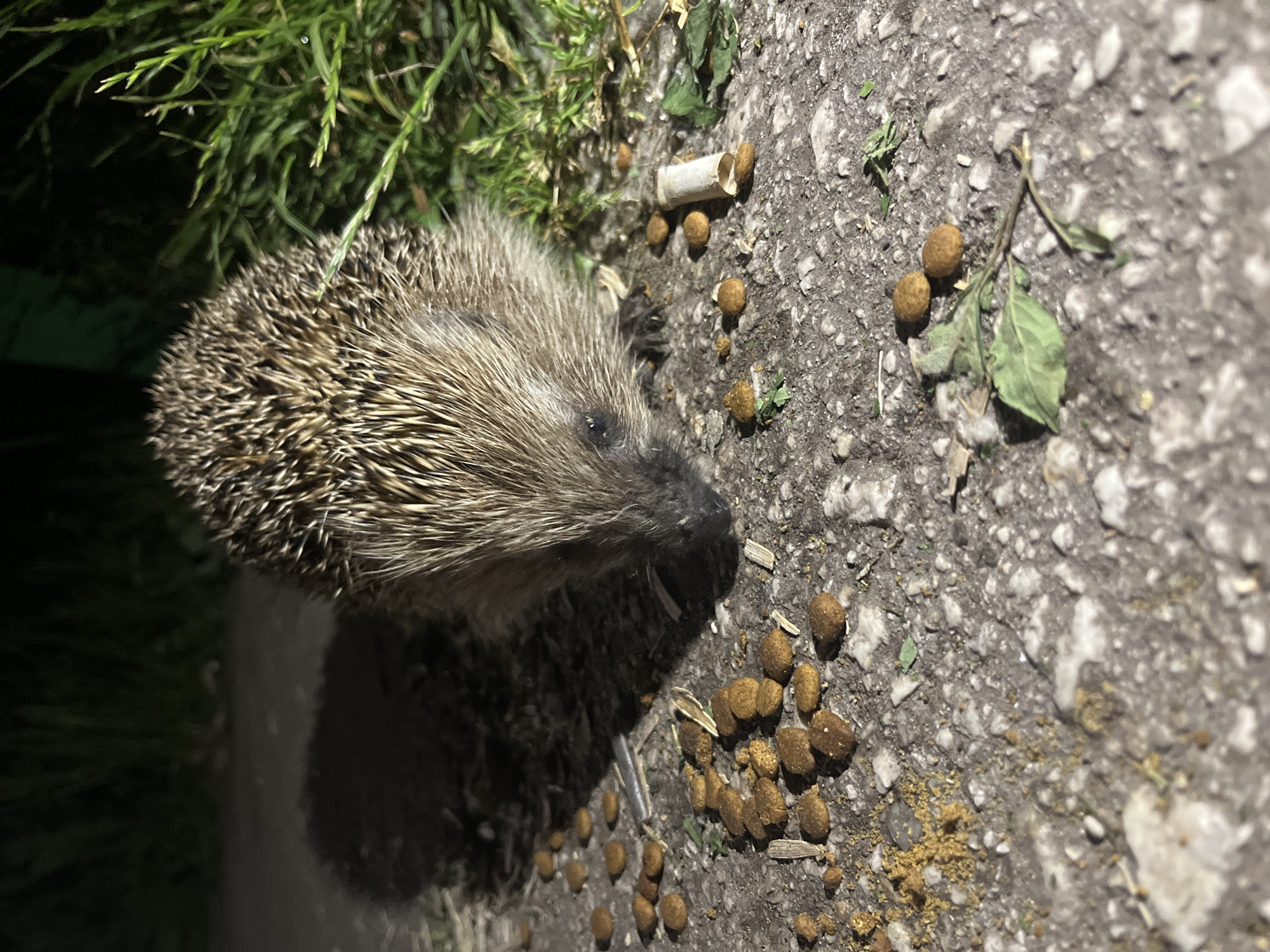 Wildlife spotted in Plovdiv: hedgehog on street, pond documented