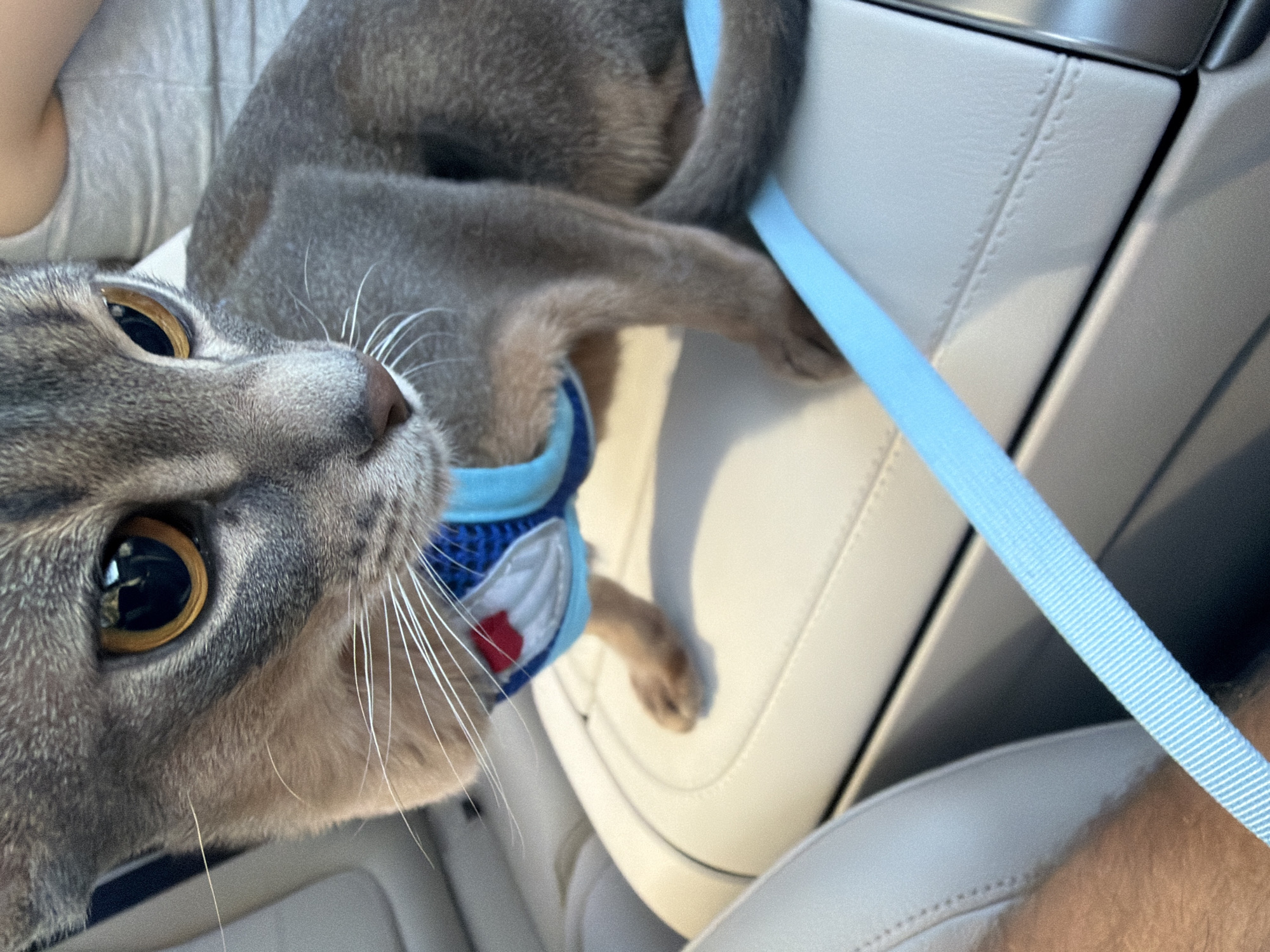 Harnessed cat sits on car console in Los Angeles