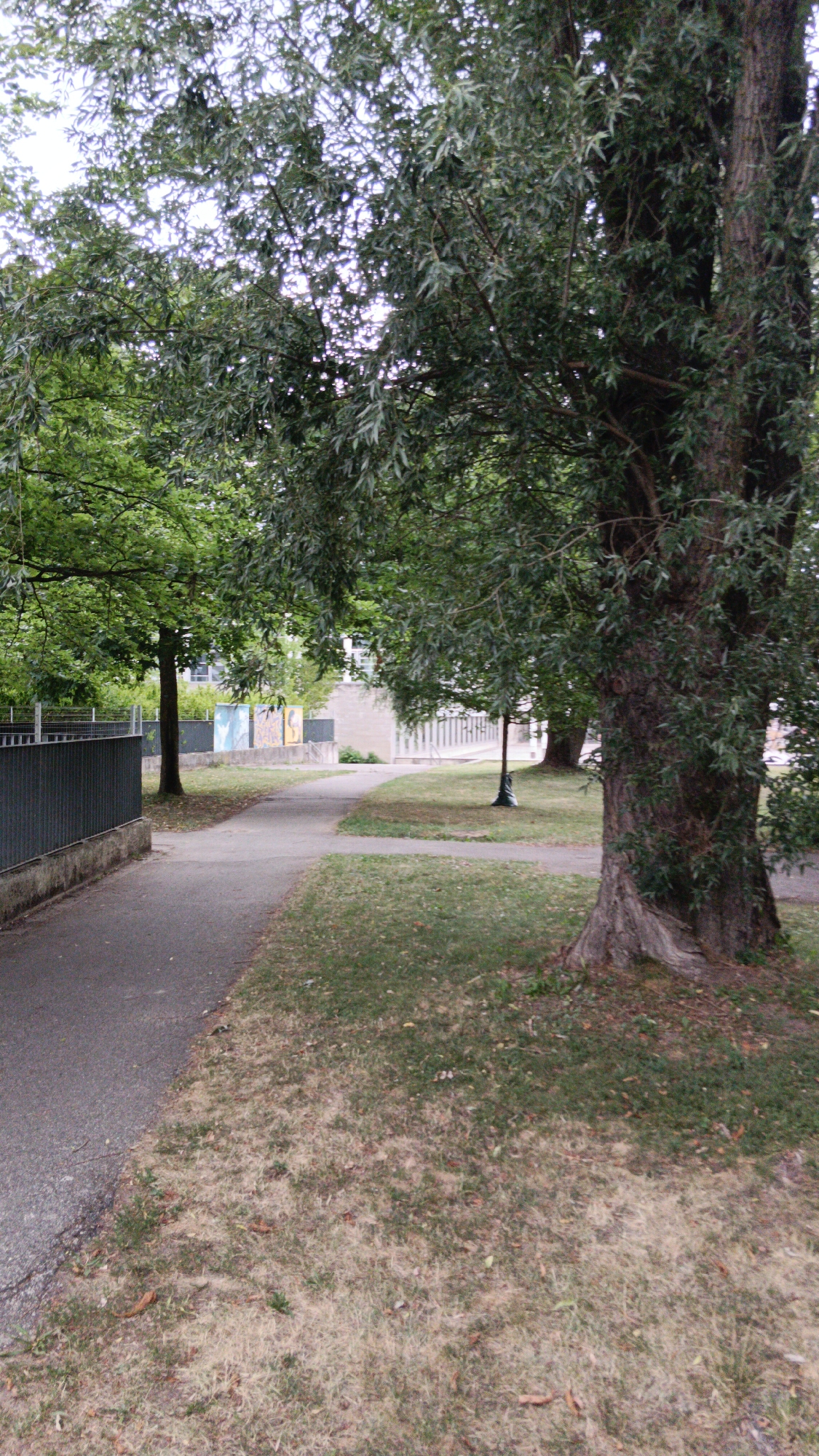 Young sapling and park paths in Sankt Pölten, Austria