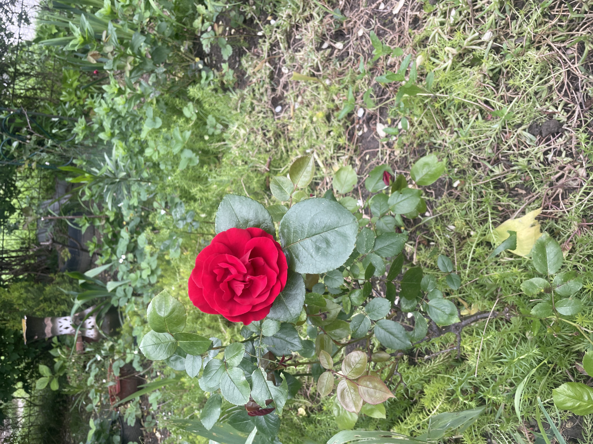 Garden stroll captured in Olginka features roses, wildlife, street scenes