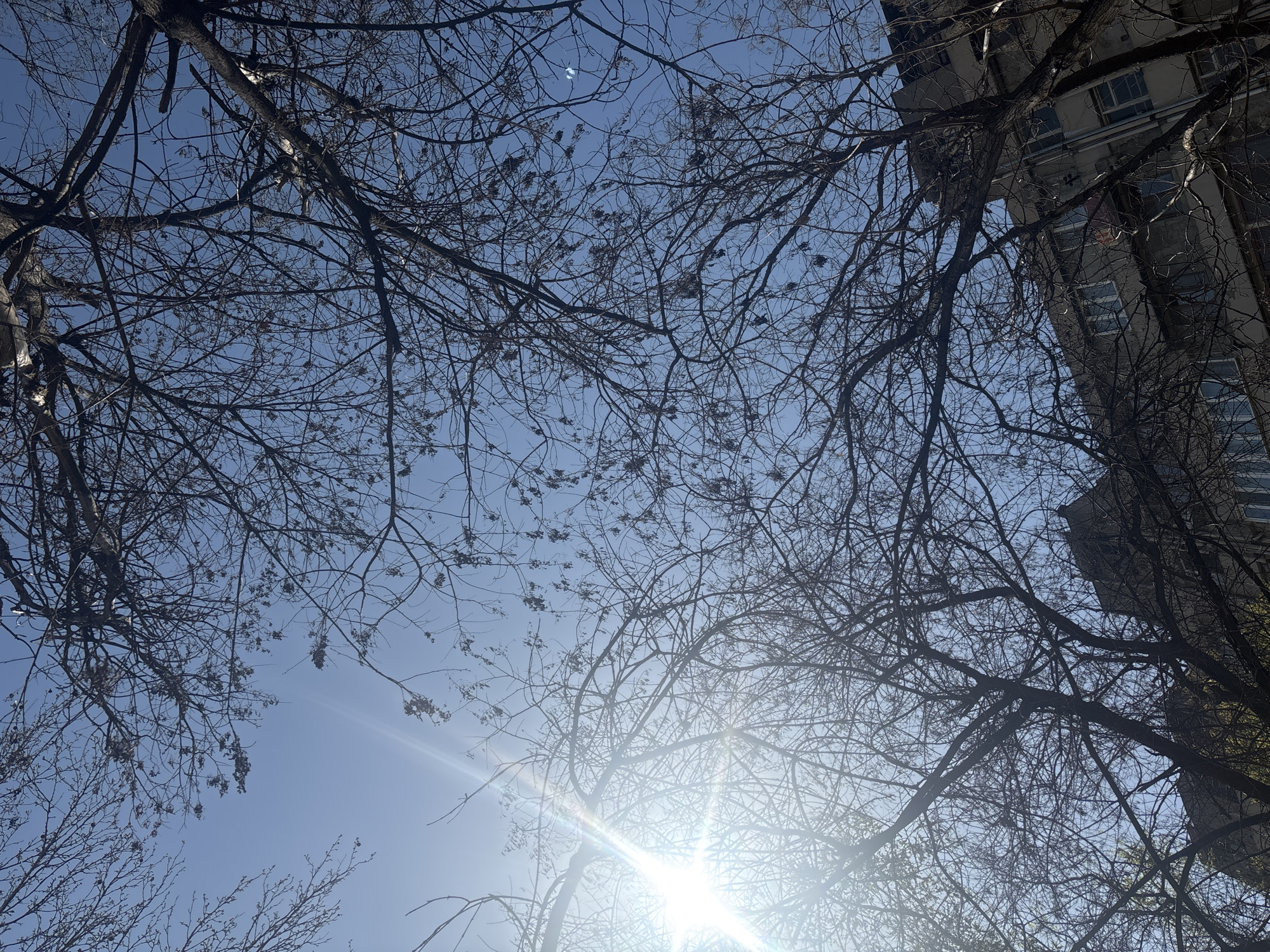 Morning scenes of bare trees and cityscape documented in Yerevan