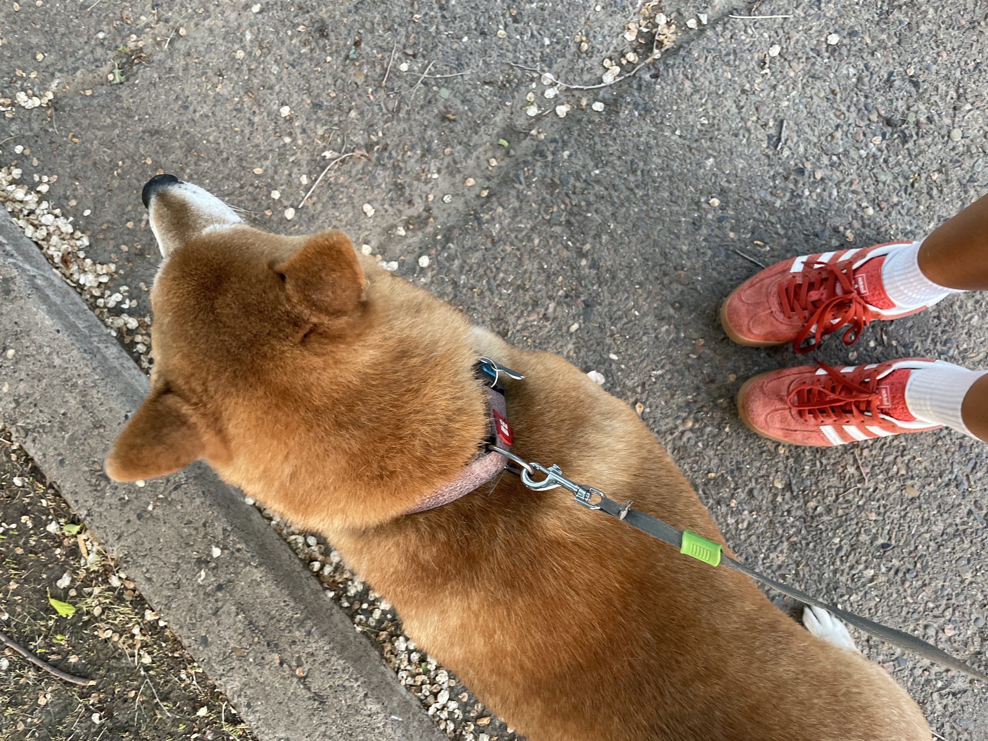 Afternoon dog walk documented across Zheleznogorsk, Russia neighborhoods