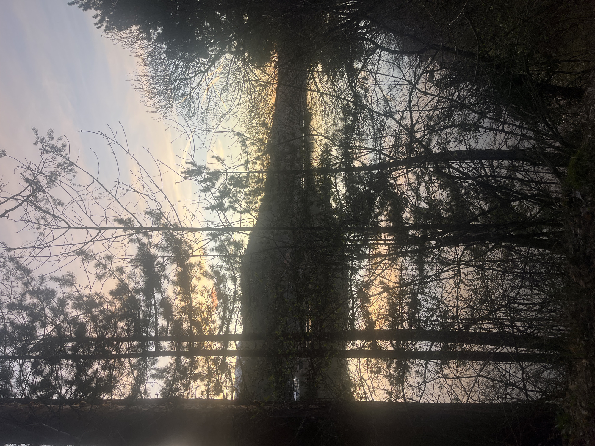 Tree canopy photographed from below in Bulgaria