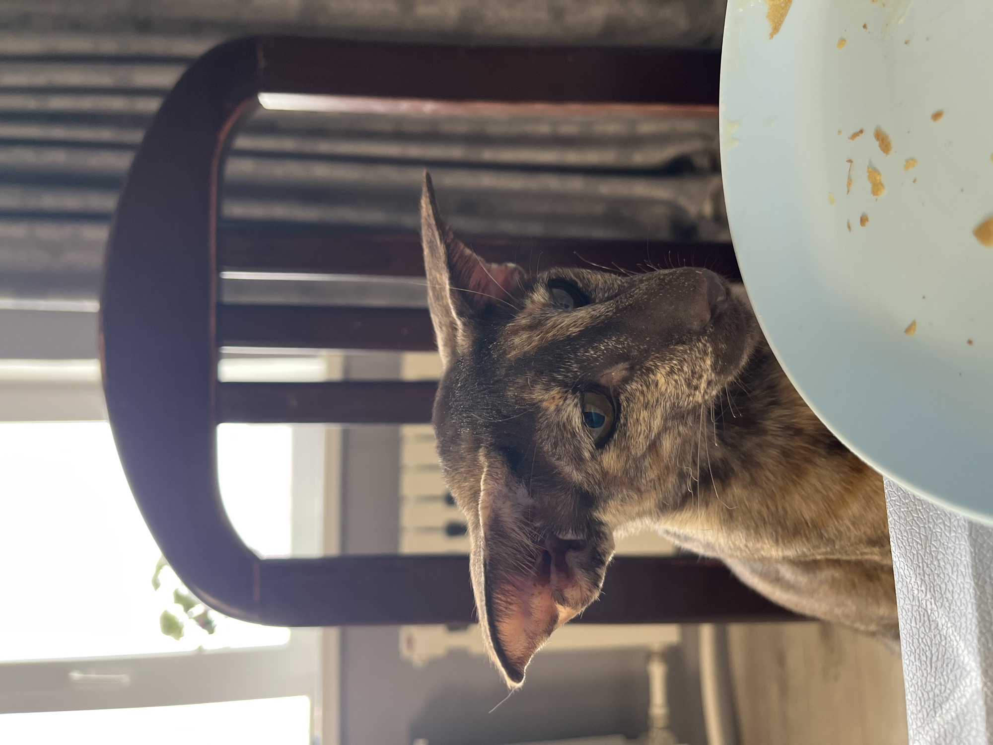 Lazy summer day with family, cats, and backyard life in Chaikovsky