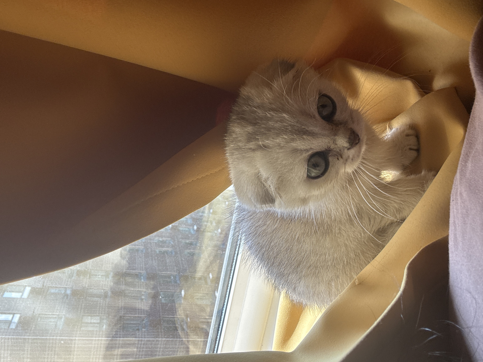 Gray kitten plays with owner in Moscow apartment