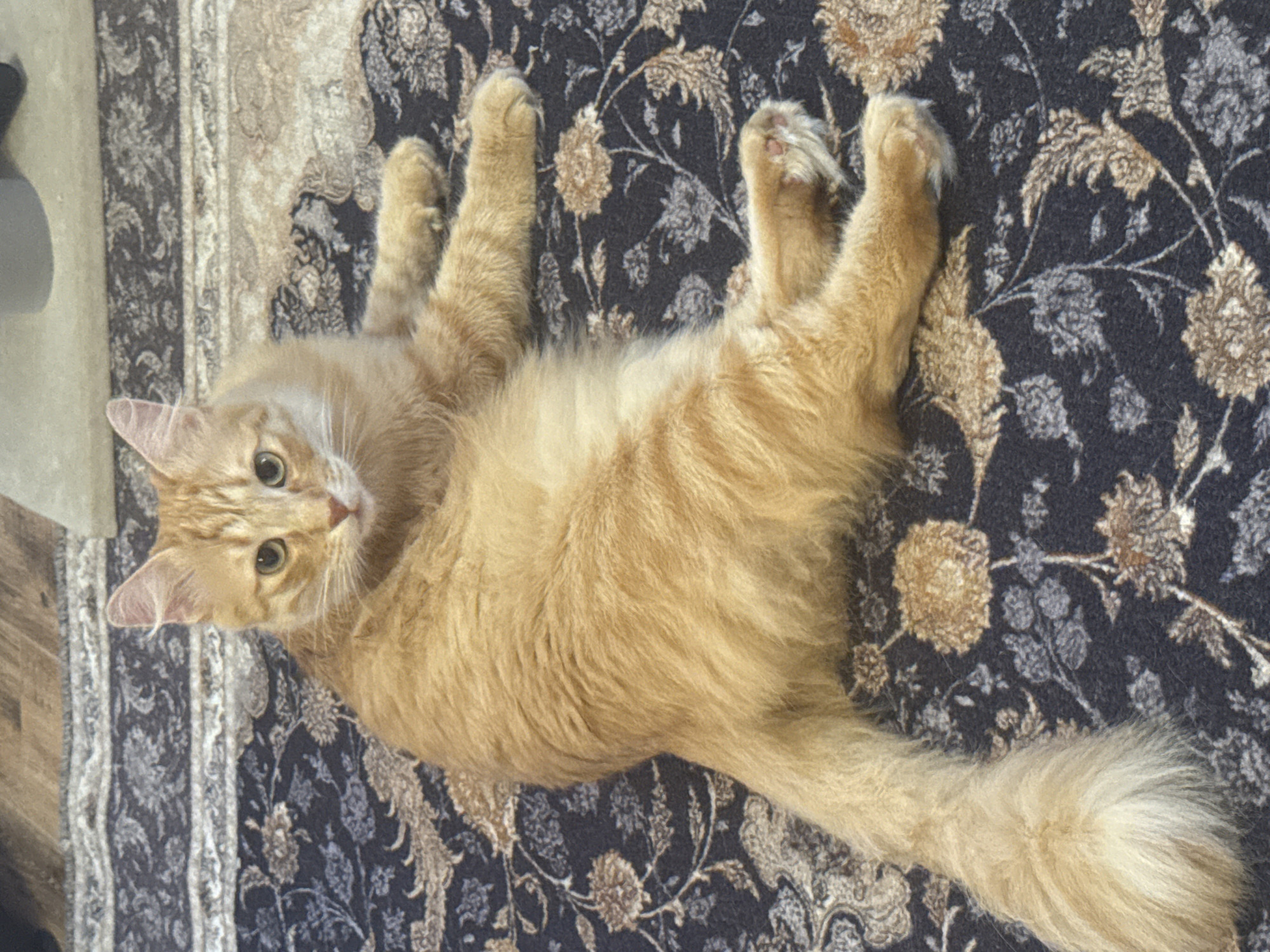 Cat on a rug, workers on a beam — rest in Krasnodar