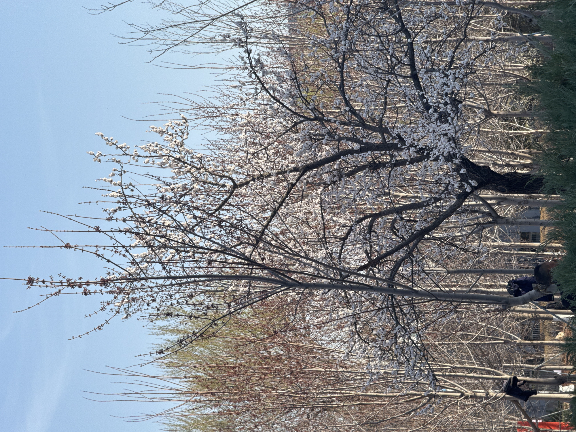 Spring blossoms peak in Zhongtun amid clear skies