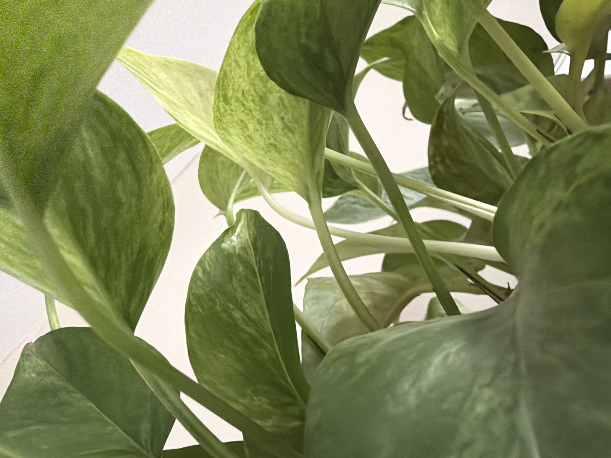 Quick tour of houseplants, pets, and small objects at home