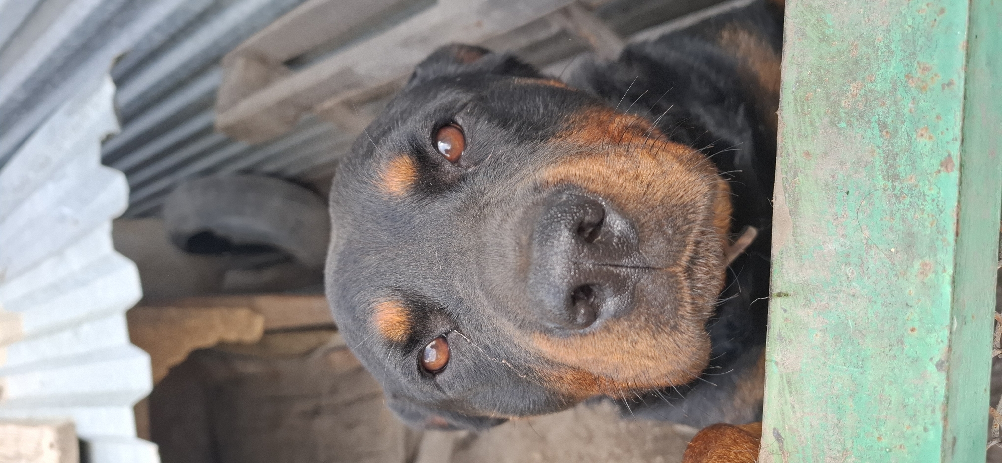 Pets, plants, and stormy skies in a Kostanay backyard