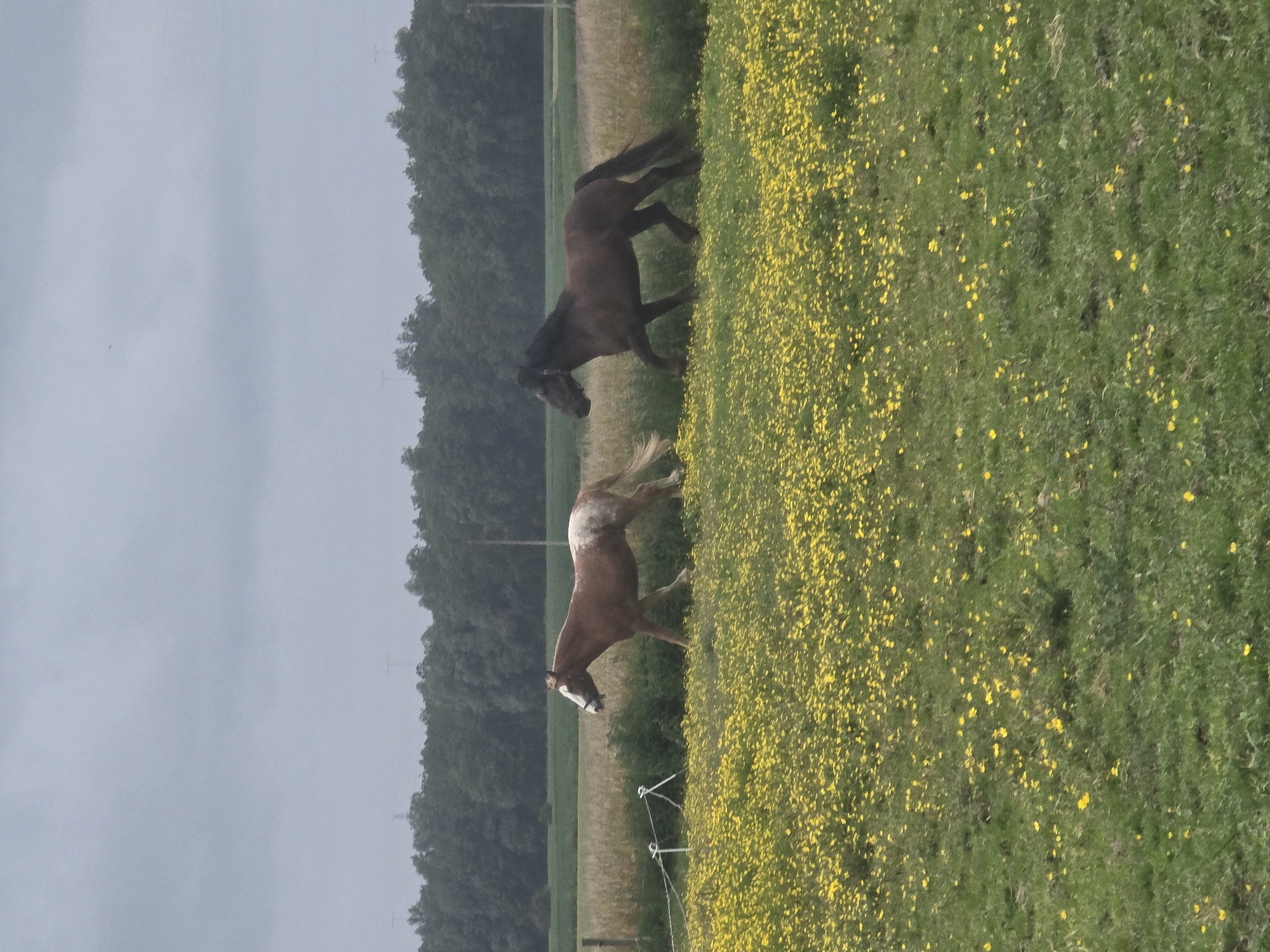 Two horses spotted in field in Estaimpuis, Belgium