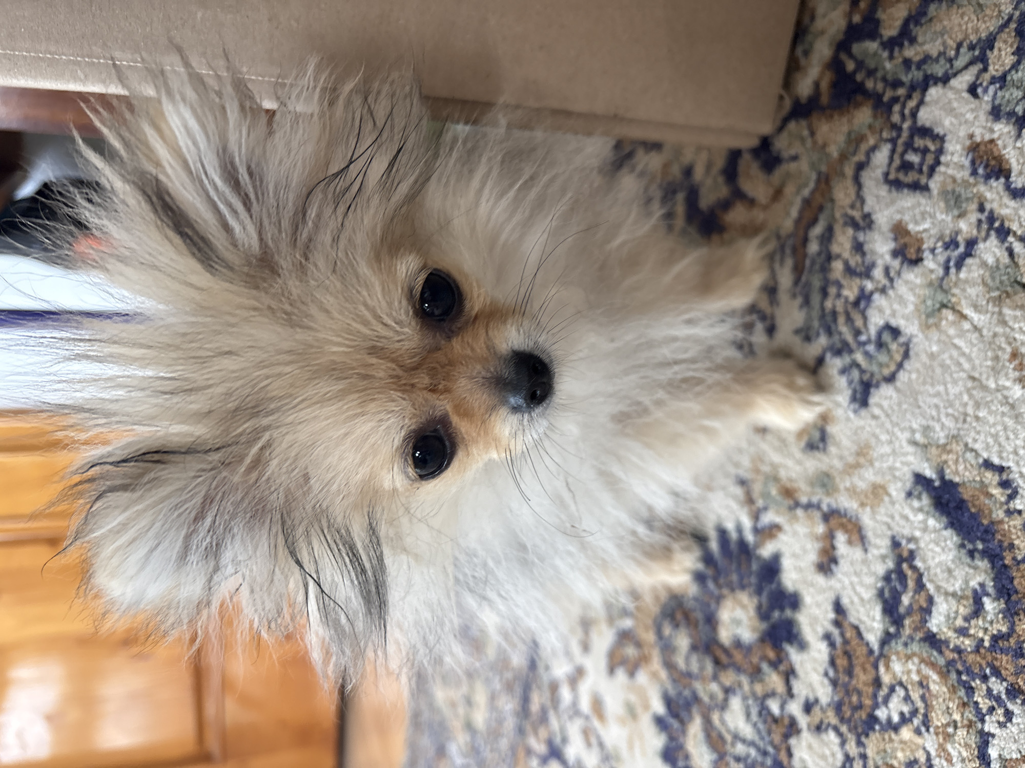 Small dog rests on patterned rug in Asenovgrad home