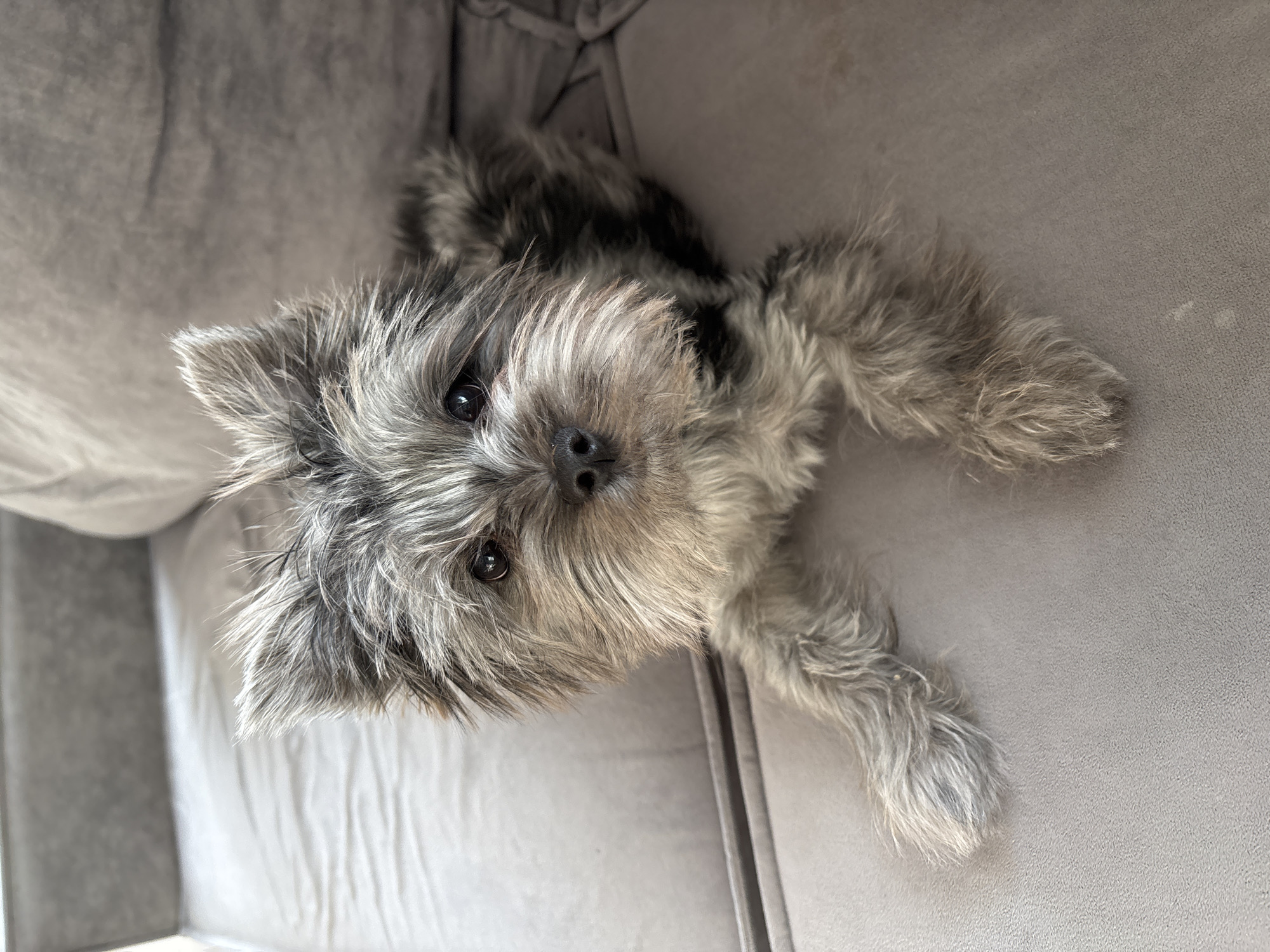 Family relaxes at home with small dog in Chaikovsky