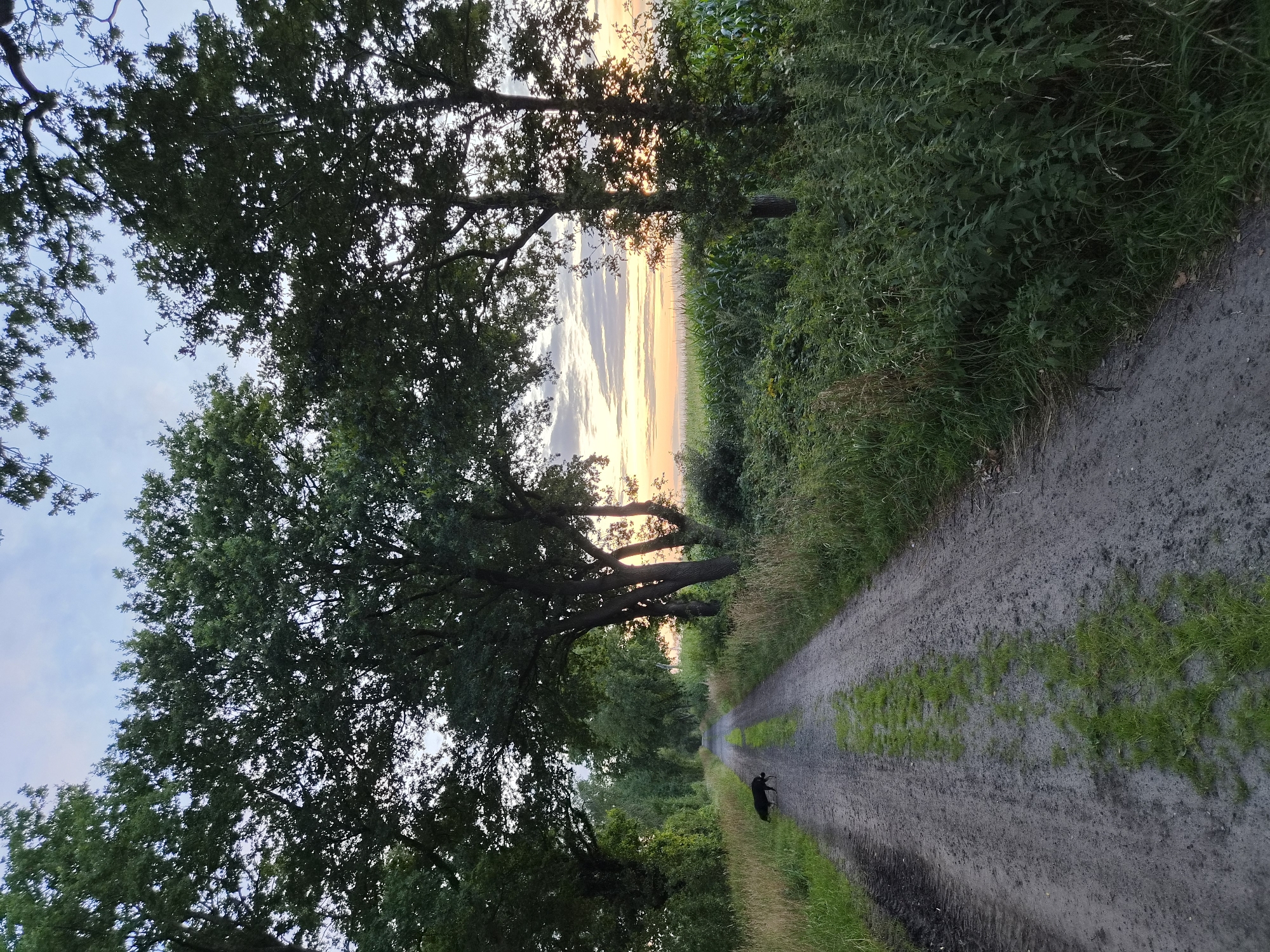 Dog walk at dusk through rural Schiffdorf cornfield paths