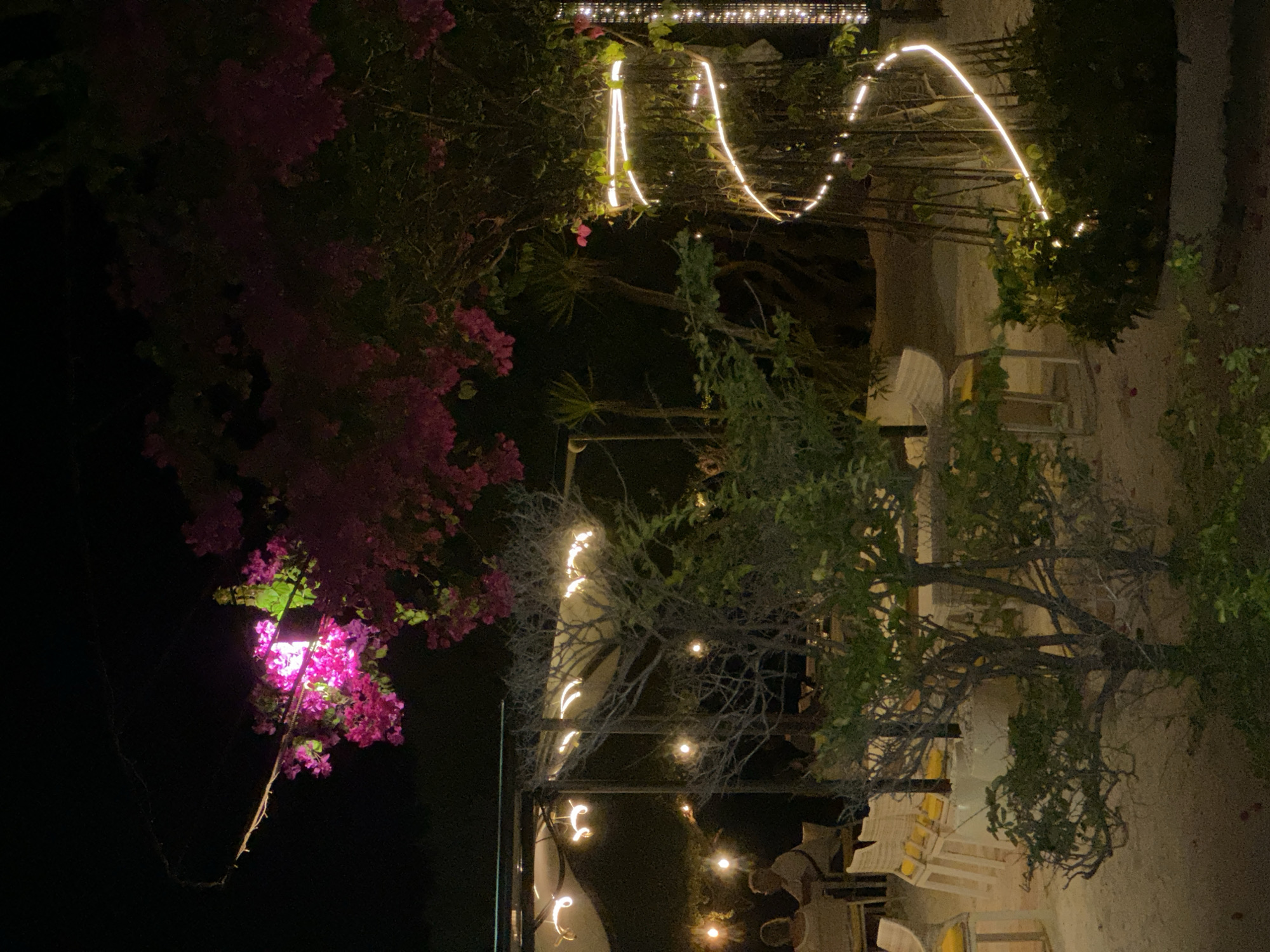Indonesian garden illuminated by string lights with pink bougainvillea