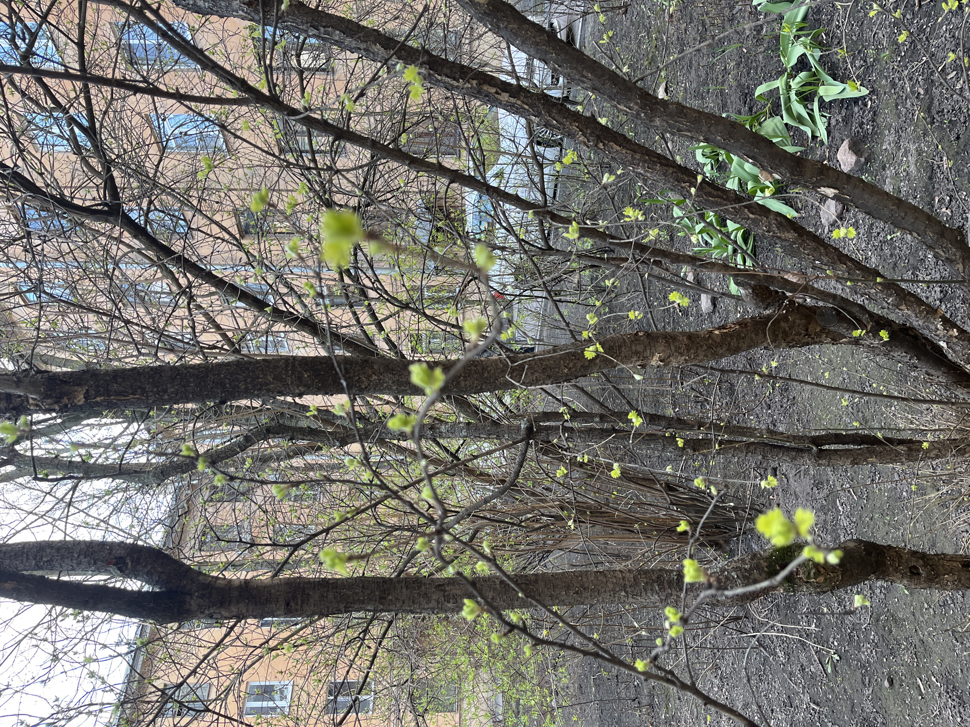 Spring buds emerge on urban trees