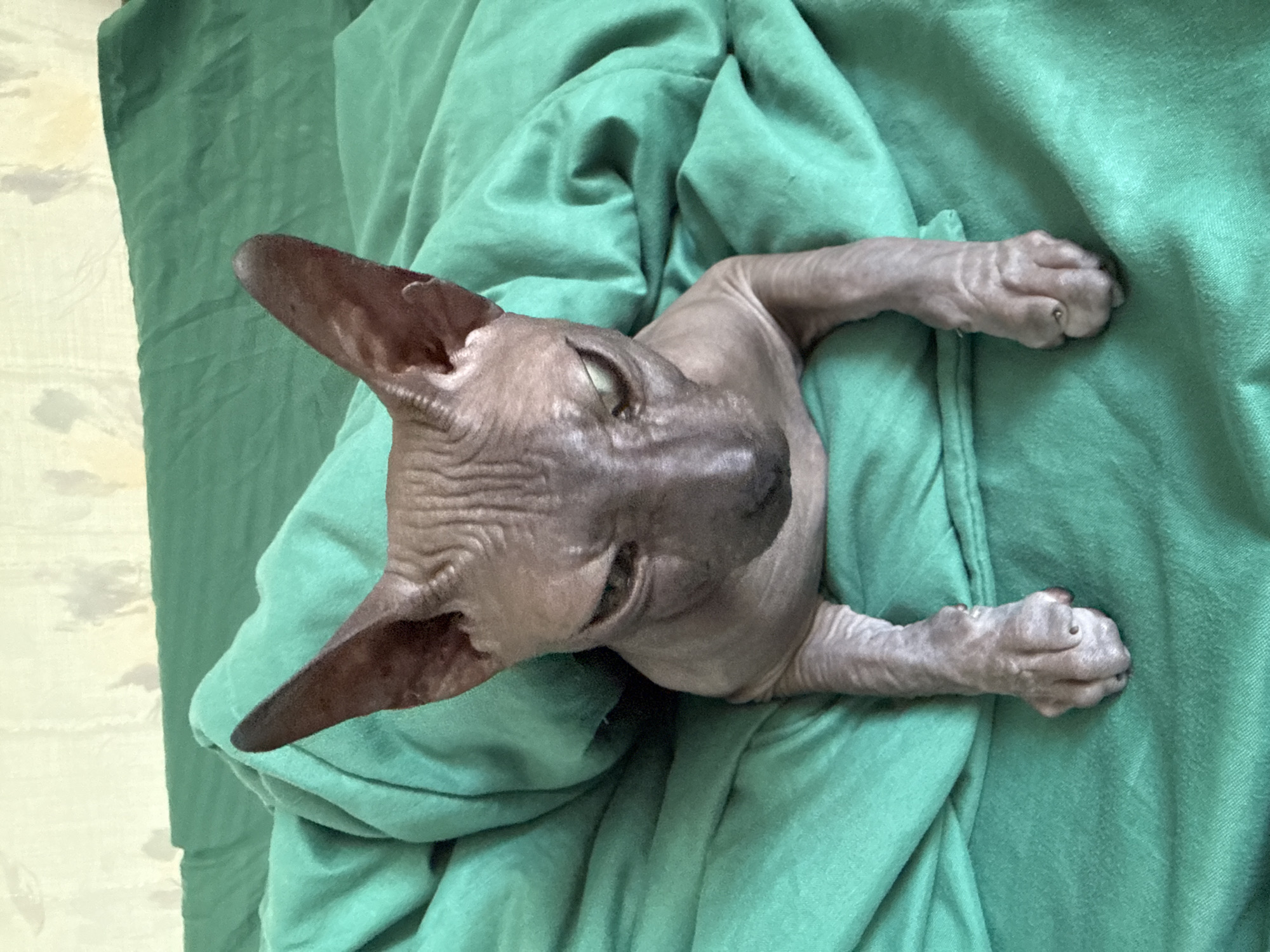 Sphynx cat bundled under a green blanket in Belarus