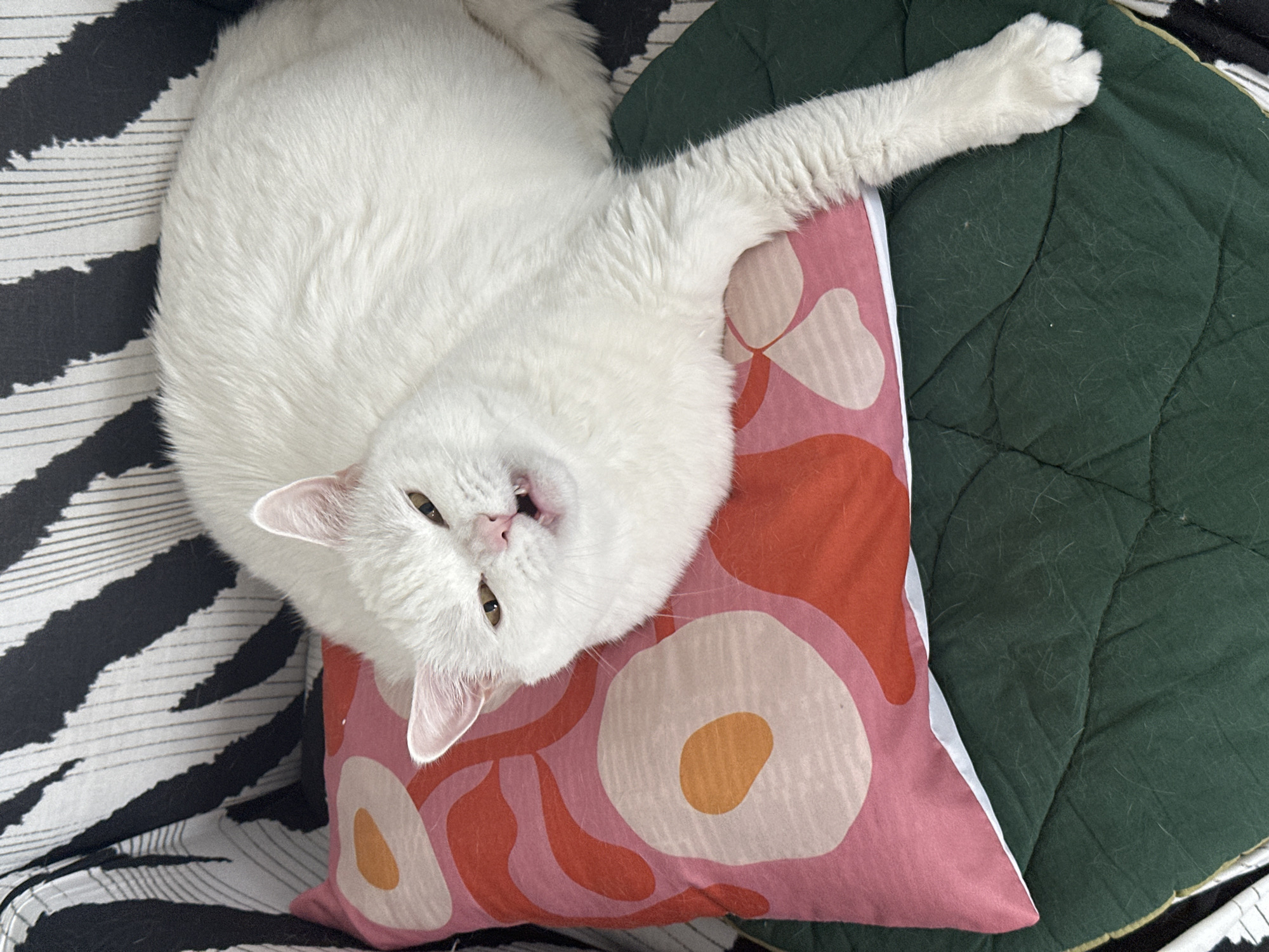 White cat spotted lounging upside-down on cushions in Novi Sad
