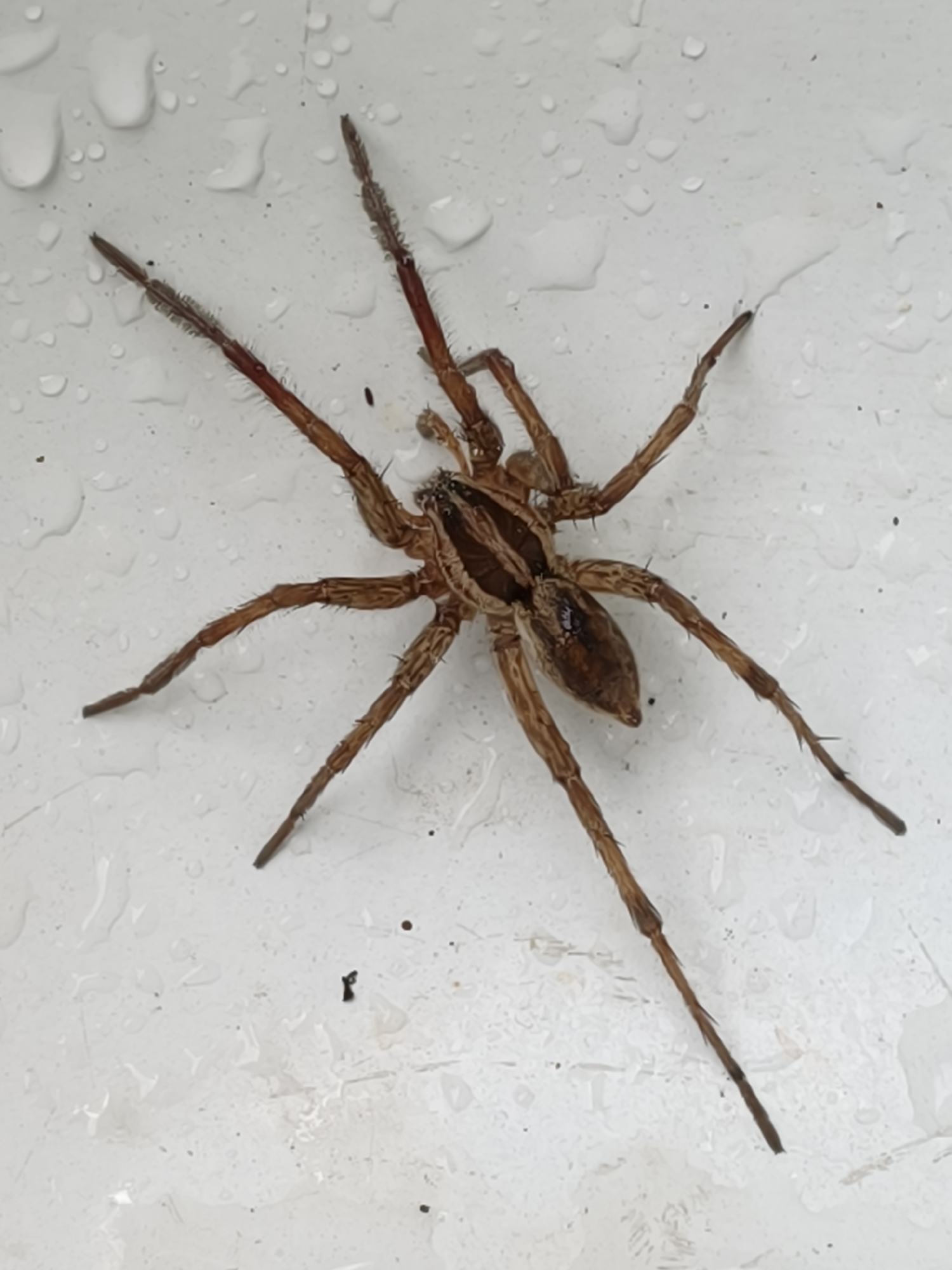 Garden macro shots from Poltavka: flowers and a wolf spider