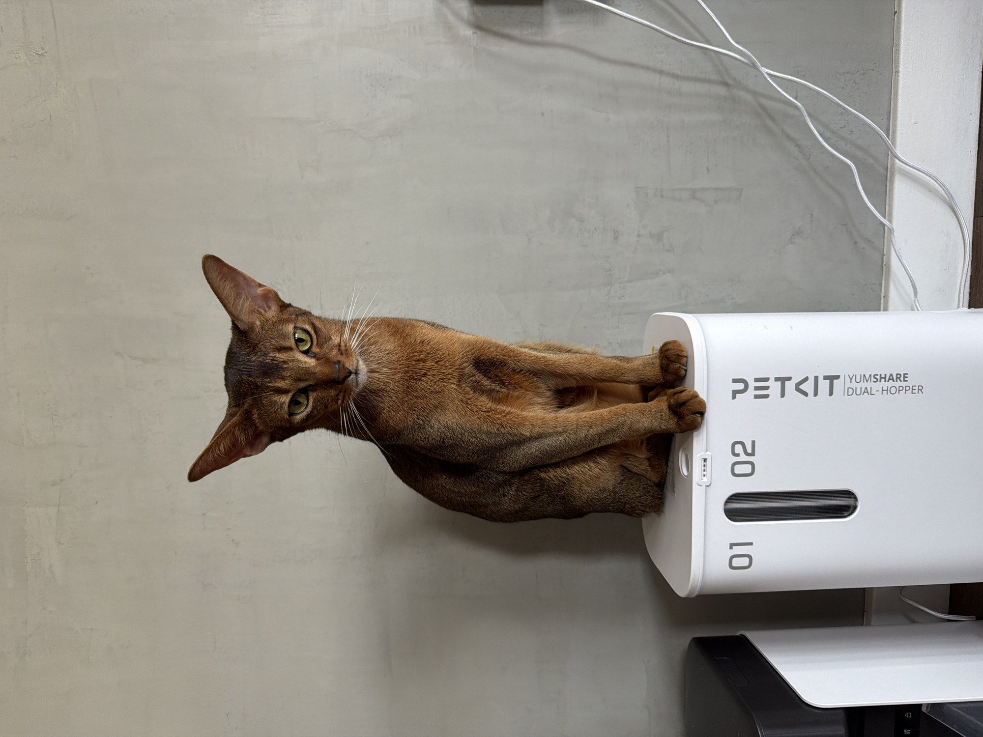 Abyssinian cat perched on pet feeder in Glendale