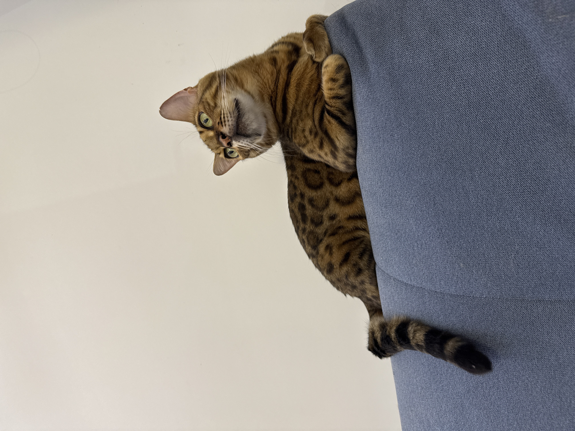 Bengal cat lounging on blue couch in Sochi