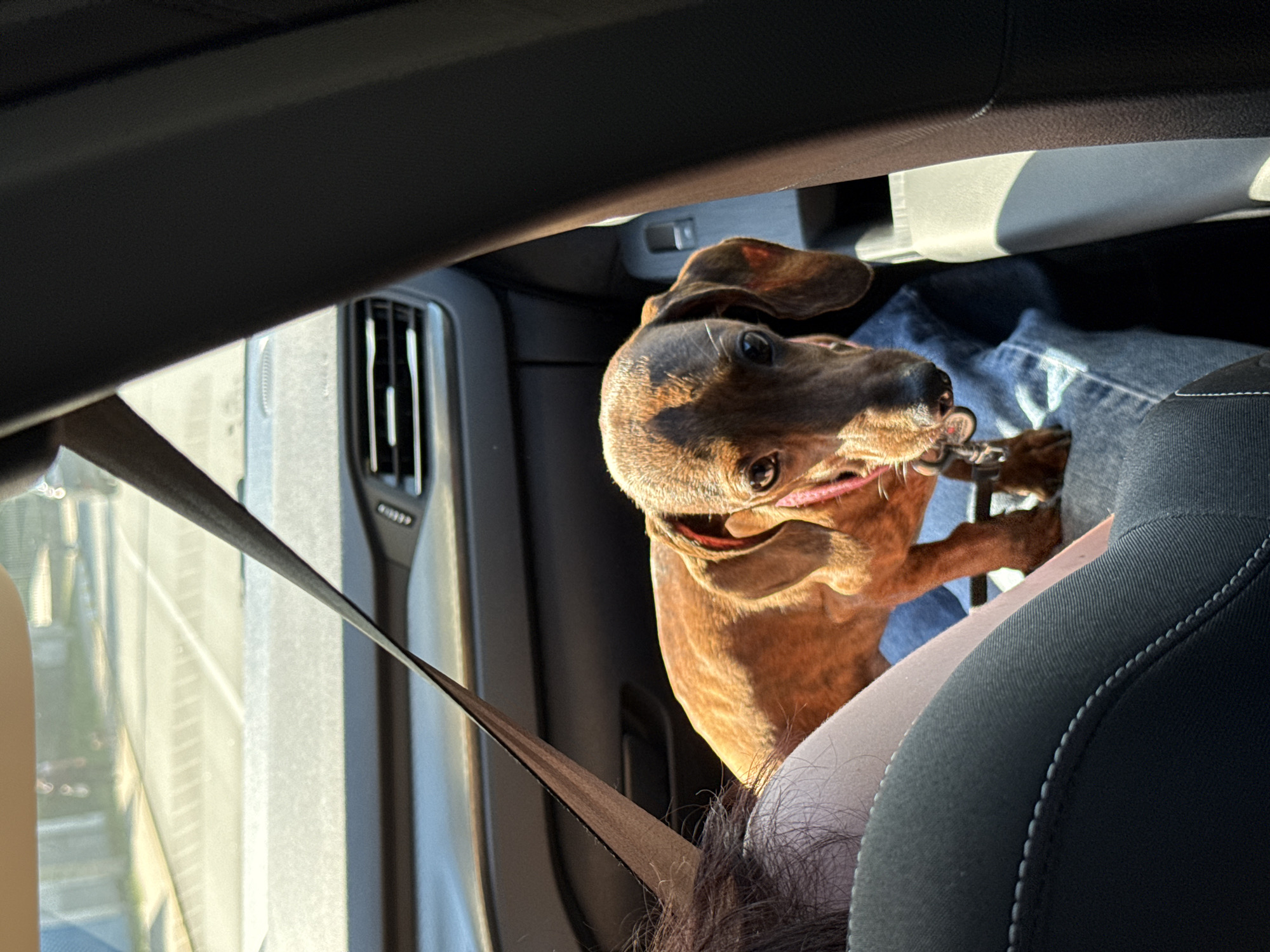 Market day out with a dachshund in tow