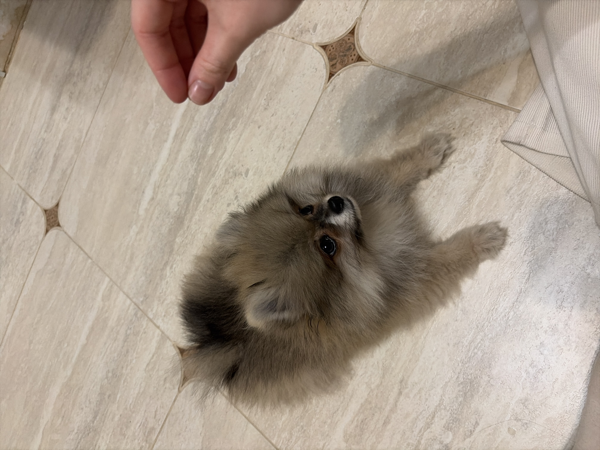 Woman and Pomeranian share tender moments indoors