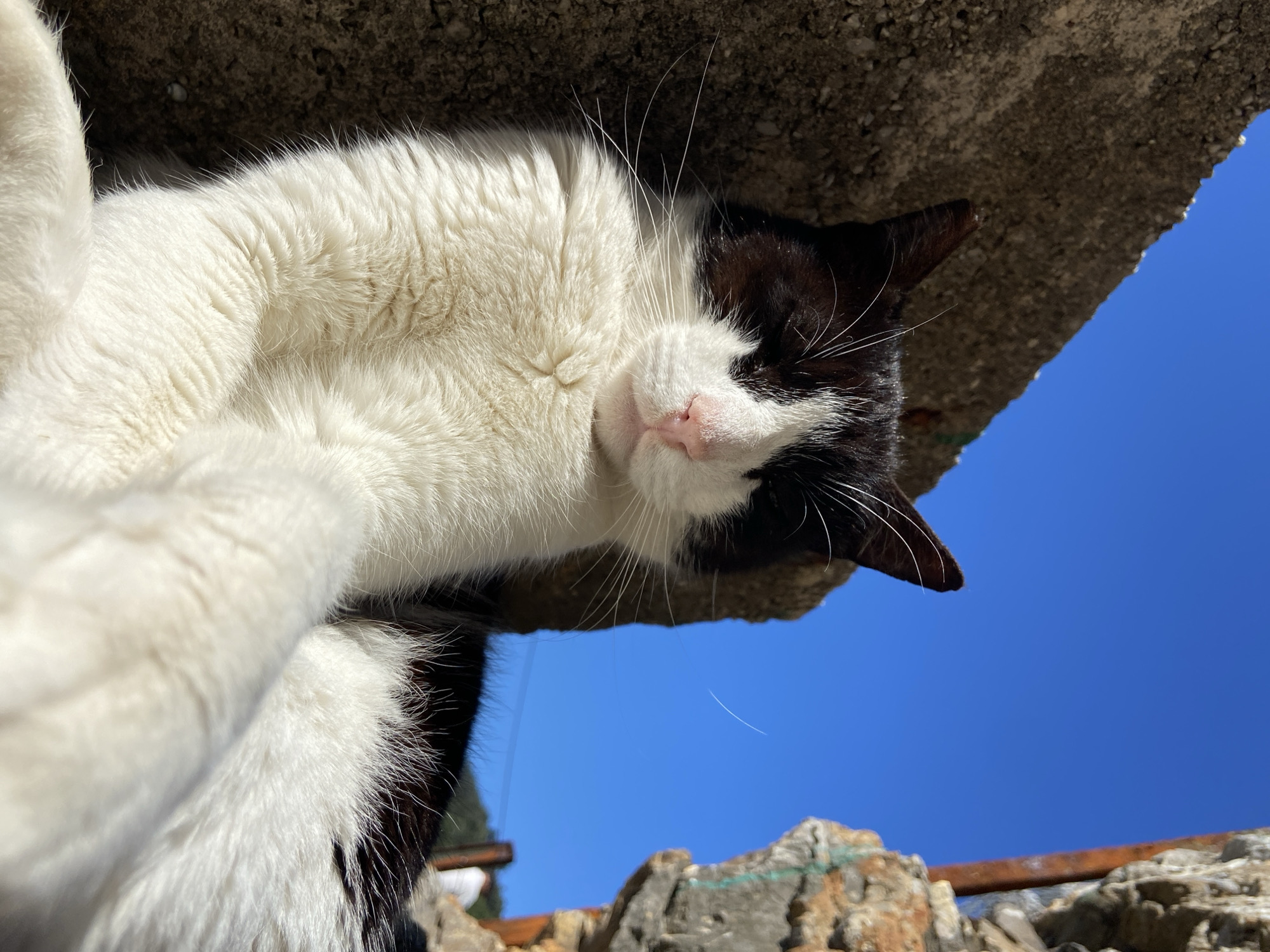 Cat rests by coast as visitor explores Pržno shoreline