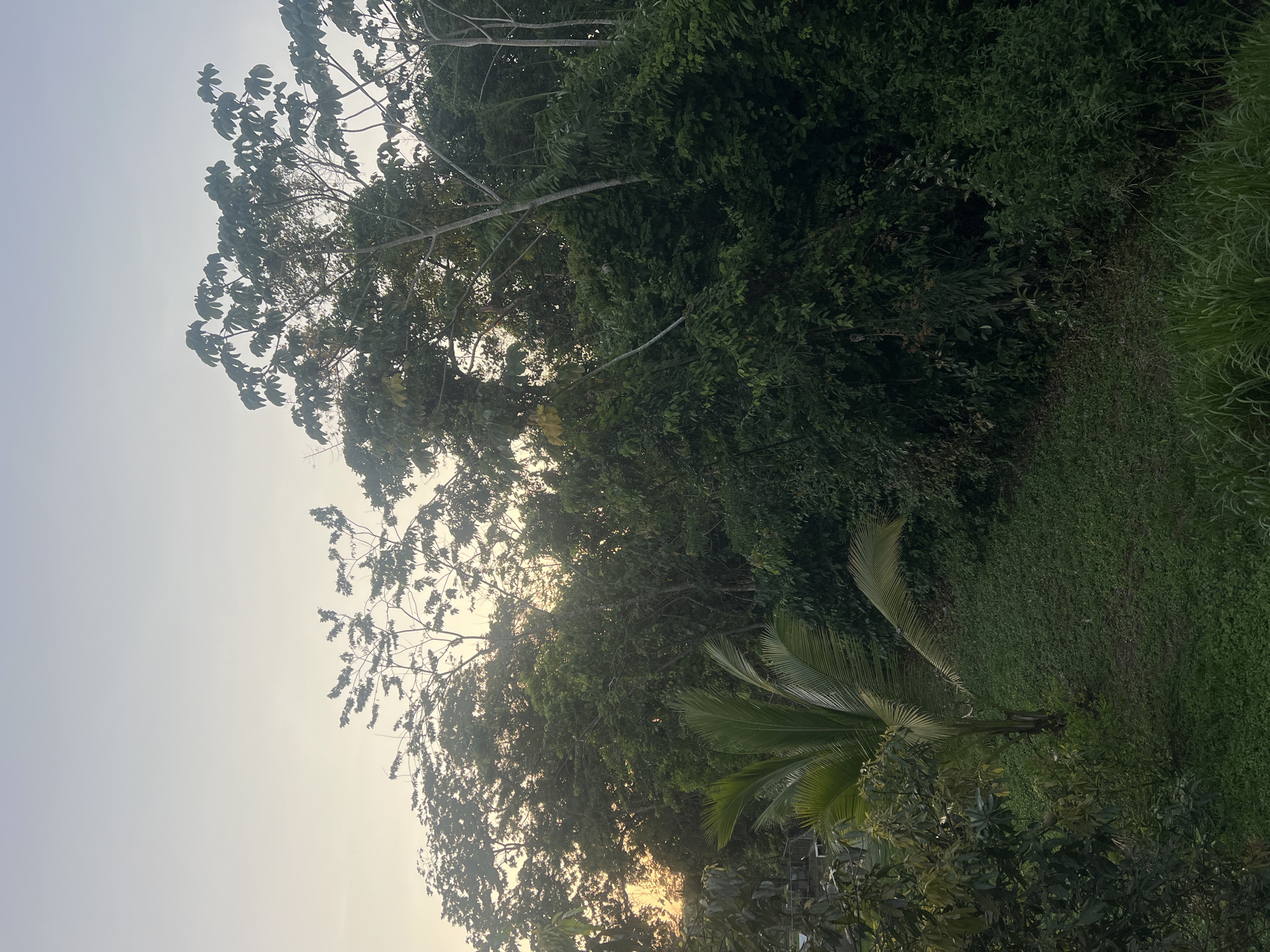 Evening meal and tropical scenery captured in Punta Gorda