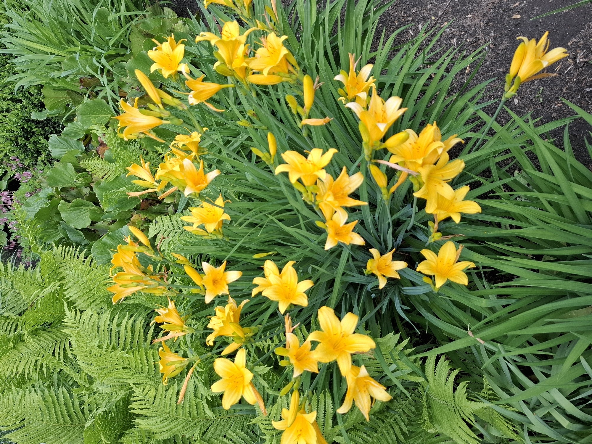 Spring garden blooms documented in Khlevnoye, Russia
