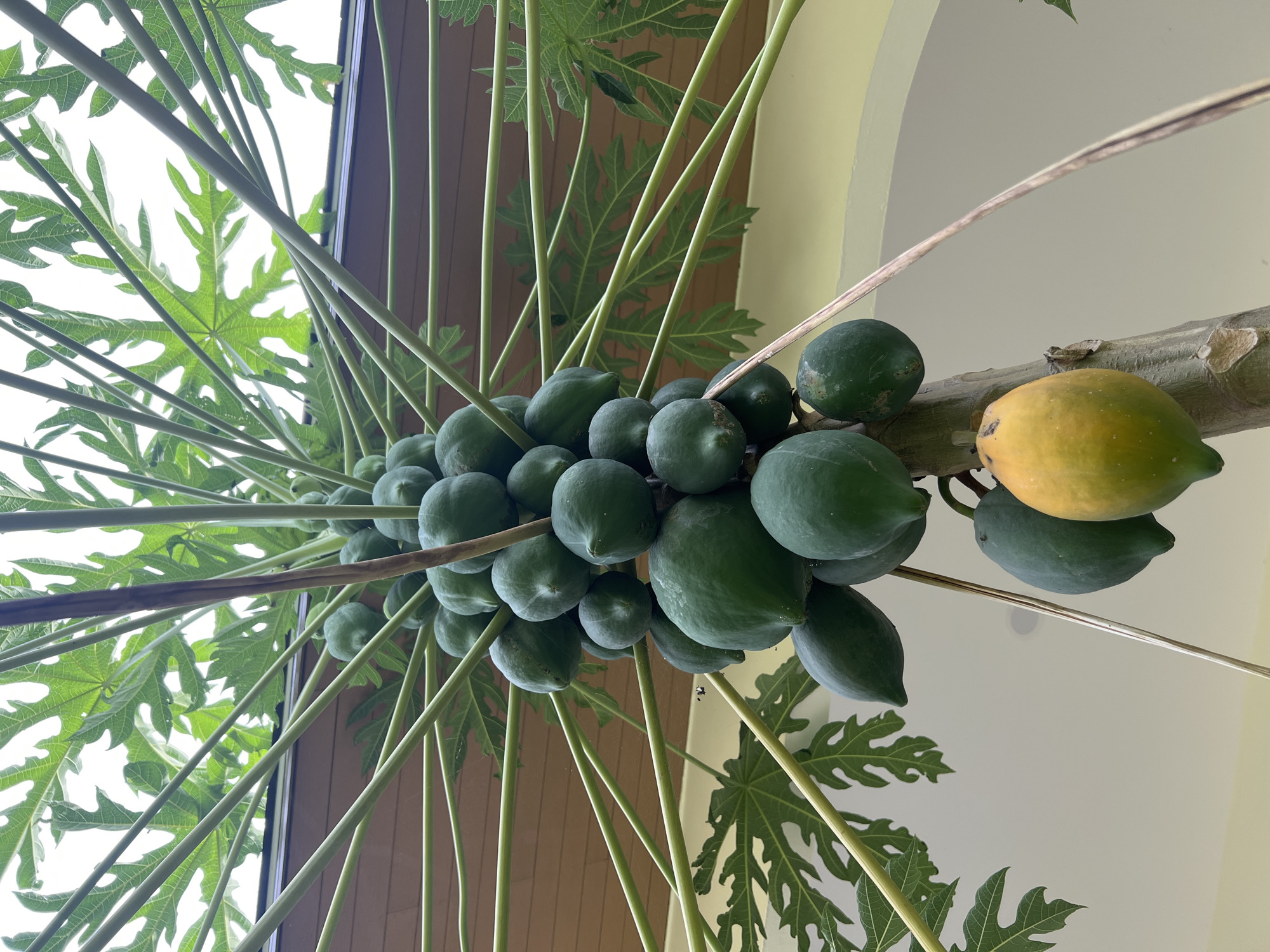 Tropical flora and insects up close on Koh Phangan