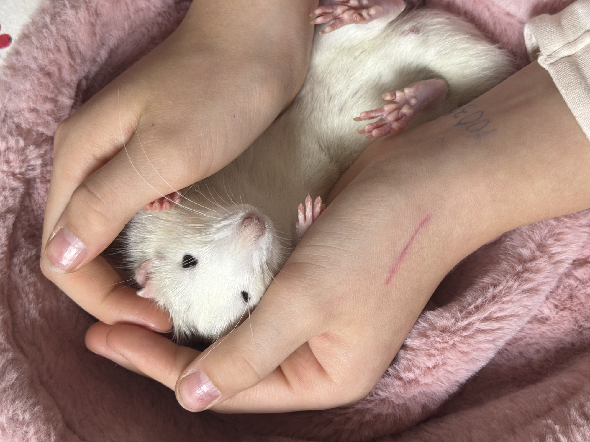 Person gently pets white rodent in Markovo, Russia