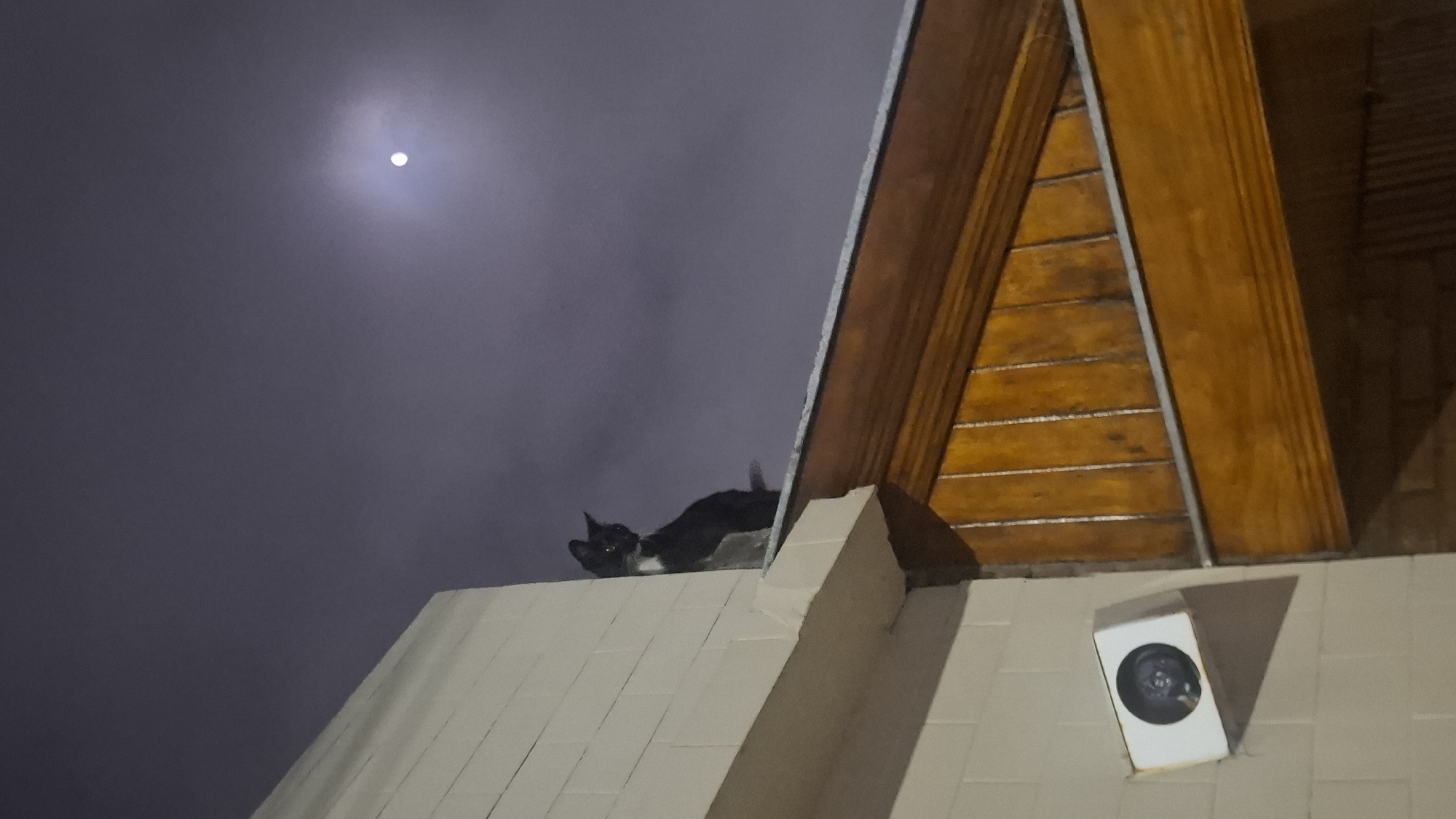 Nighttime cat sighting and snack moment in Wilde, Argentina
