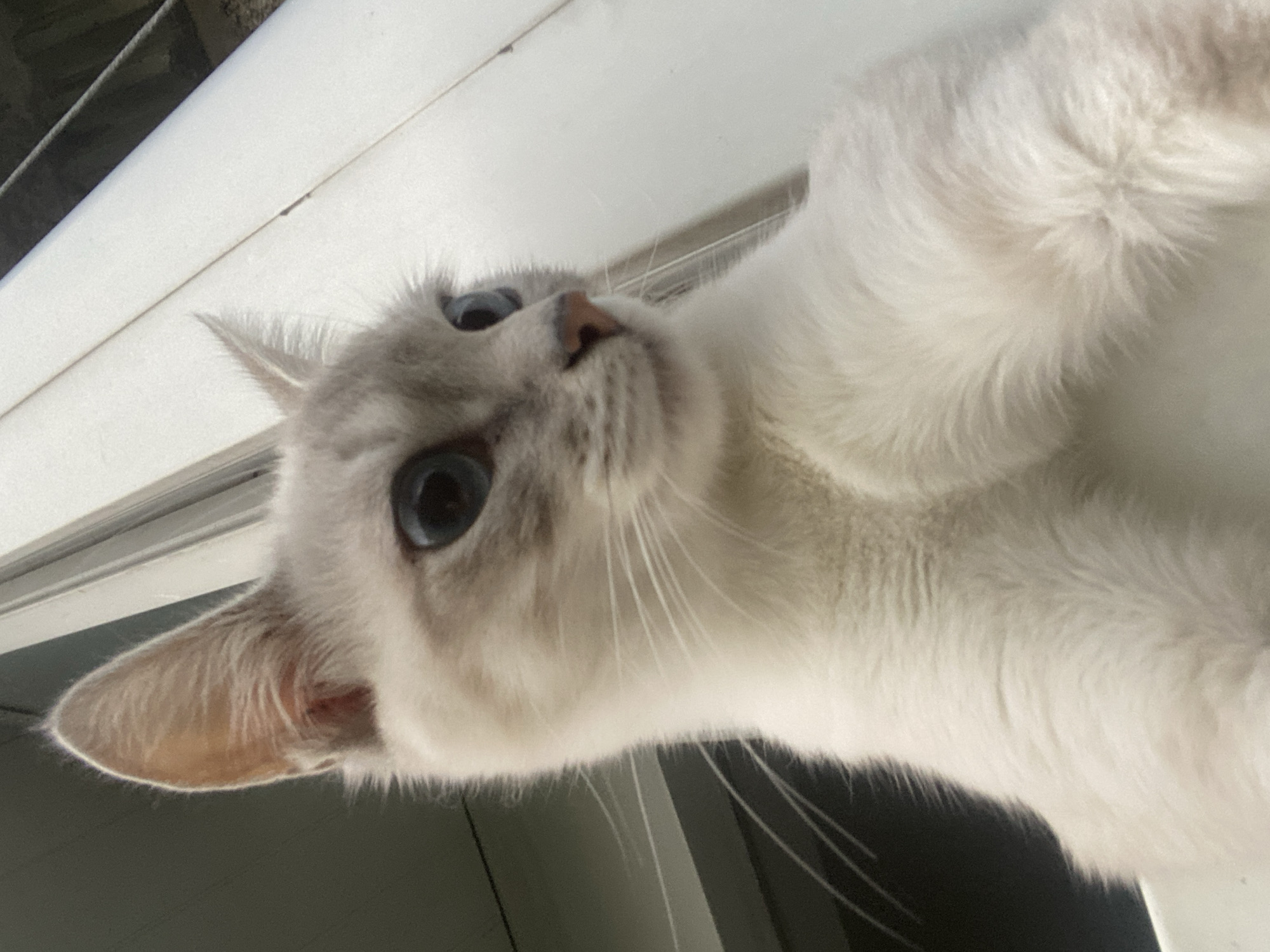 Blue-eyed cat on an Almaty windowsill, watching the city