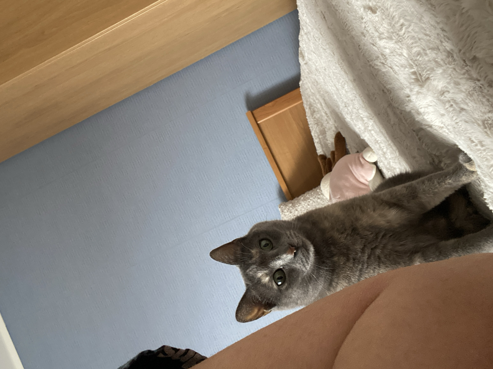 Gray cat spotted in multiple indoor locations in Björklinge