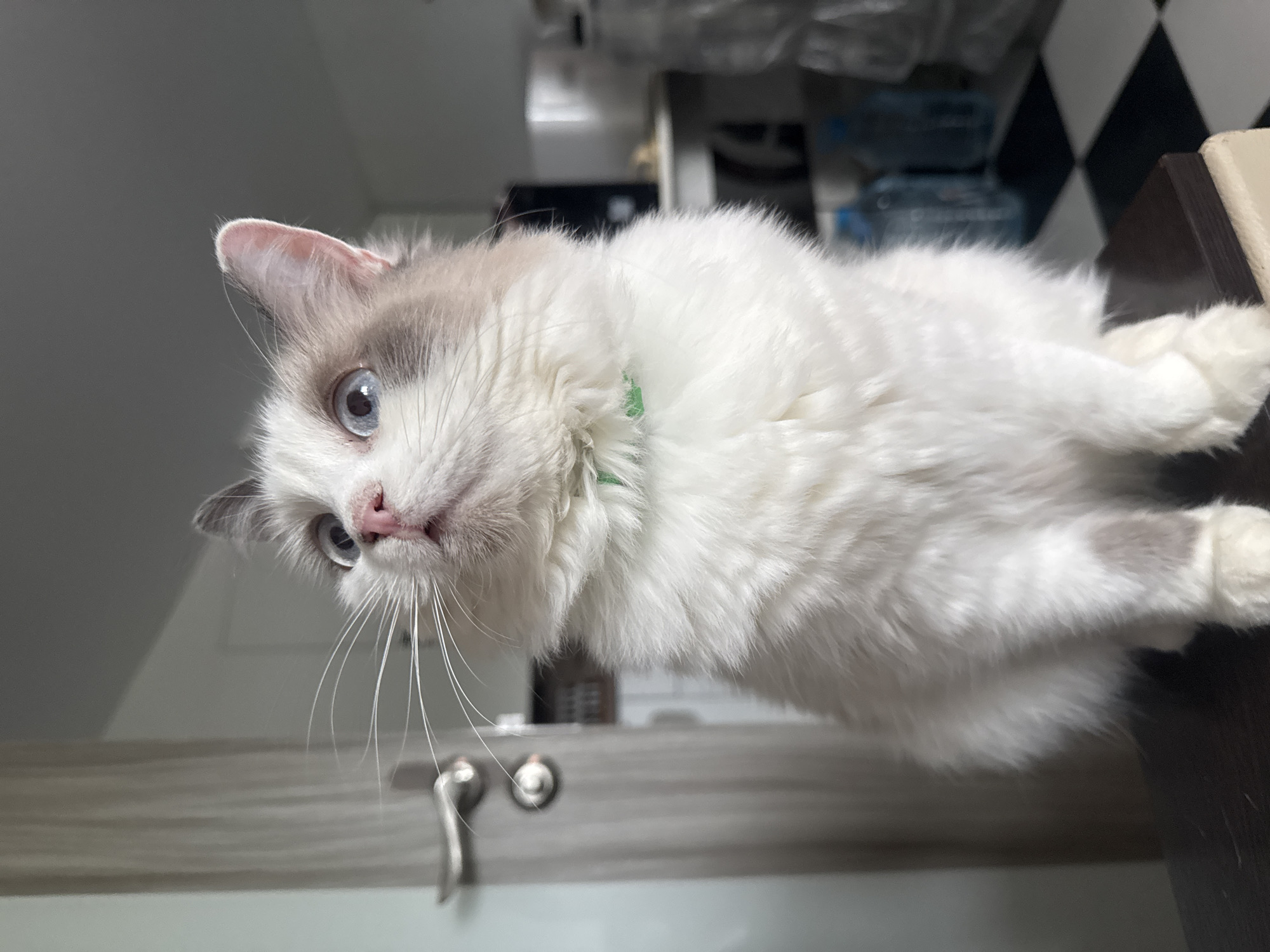 Ragdoll cat plays and poses in Bogolyubovo