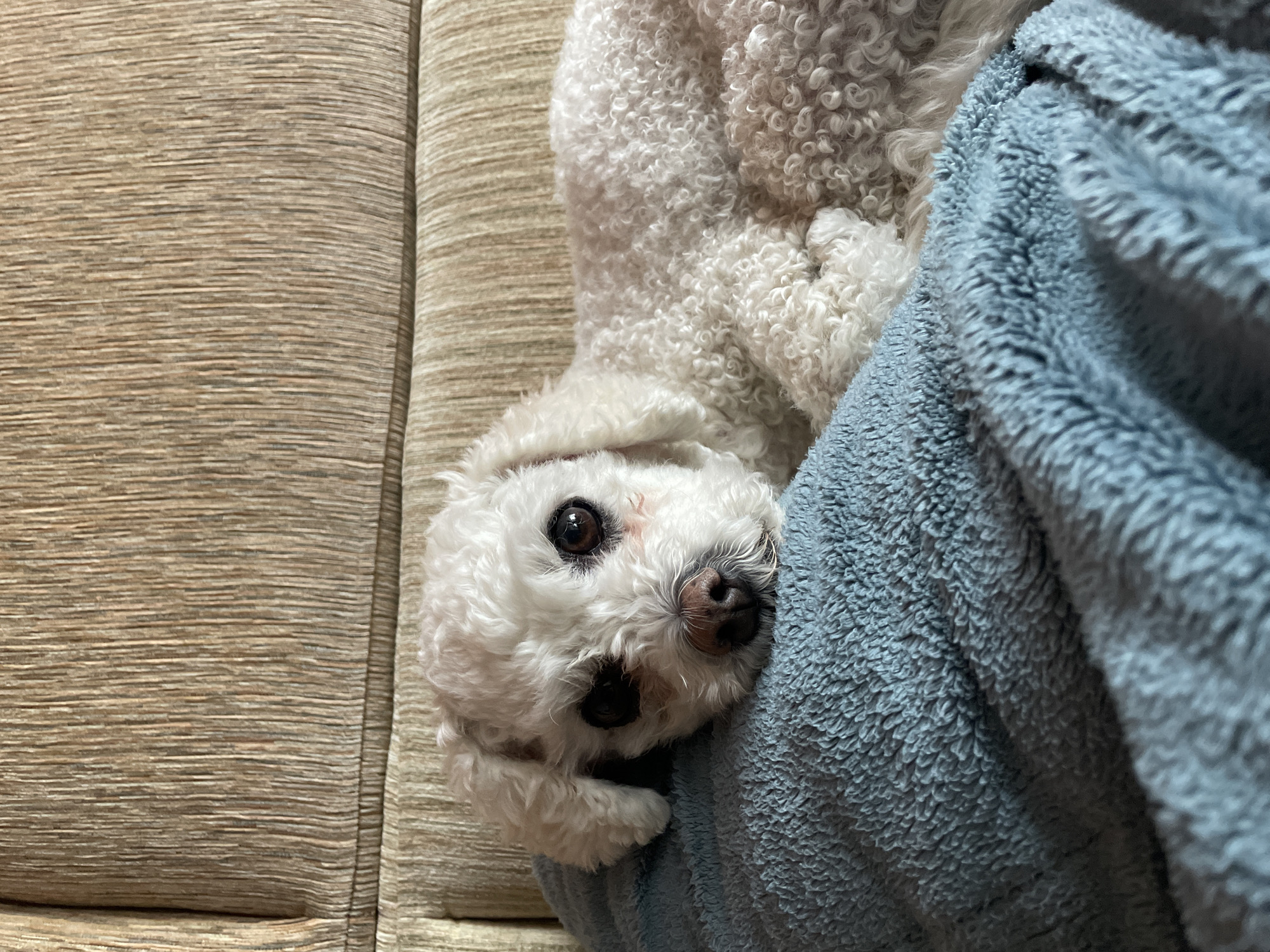 Small white dog rests on blue blanket in Yekaterinburg