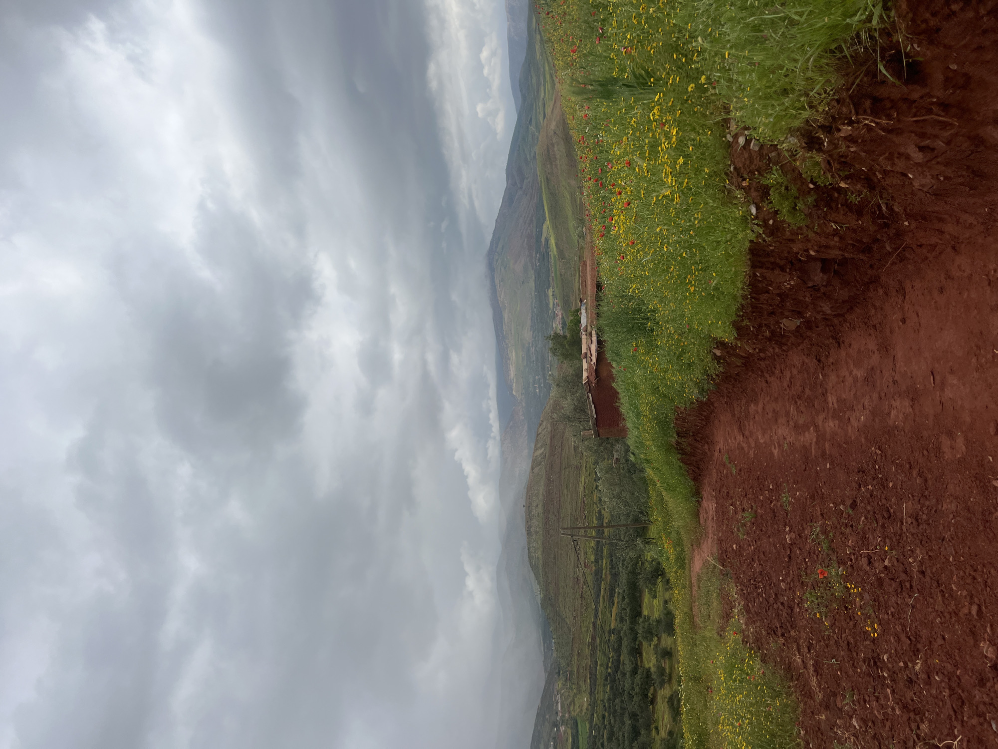 Spring wildflowers and rural scenes documented in Ouaouizert, Morocco