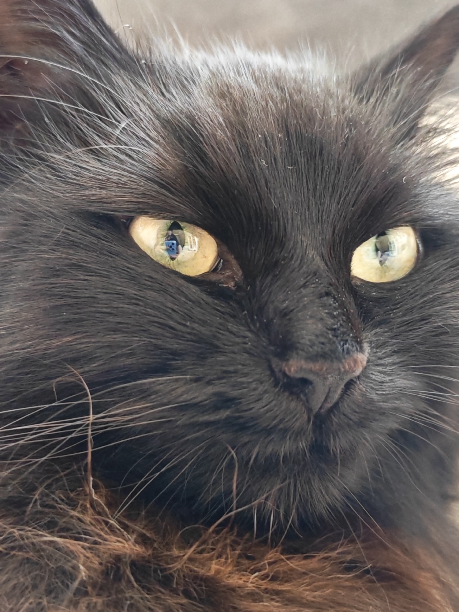 Morning routine captured: breakfast, coffee, cats in domestic setting
