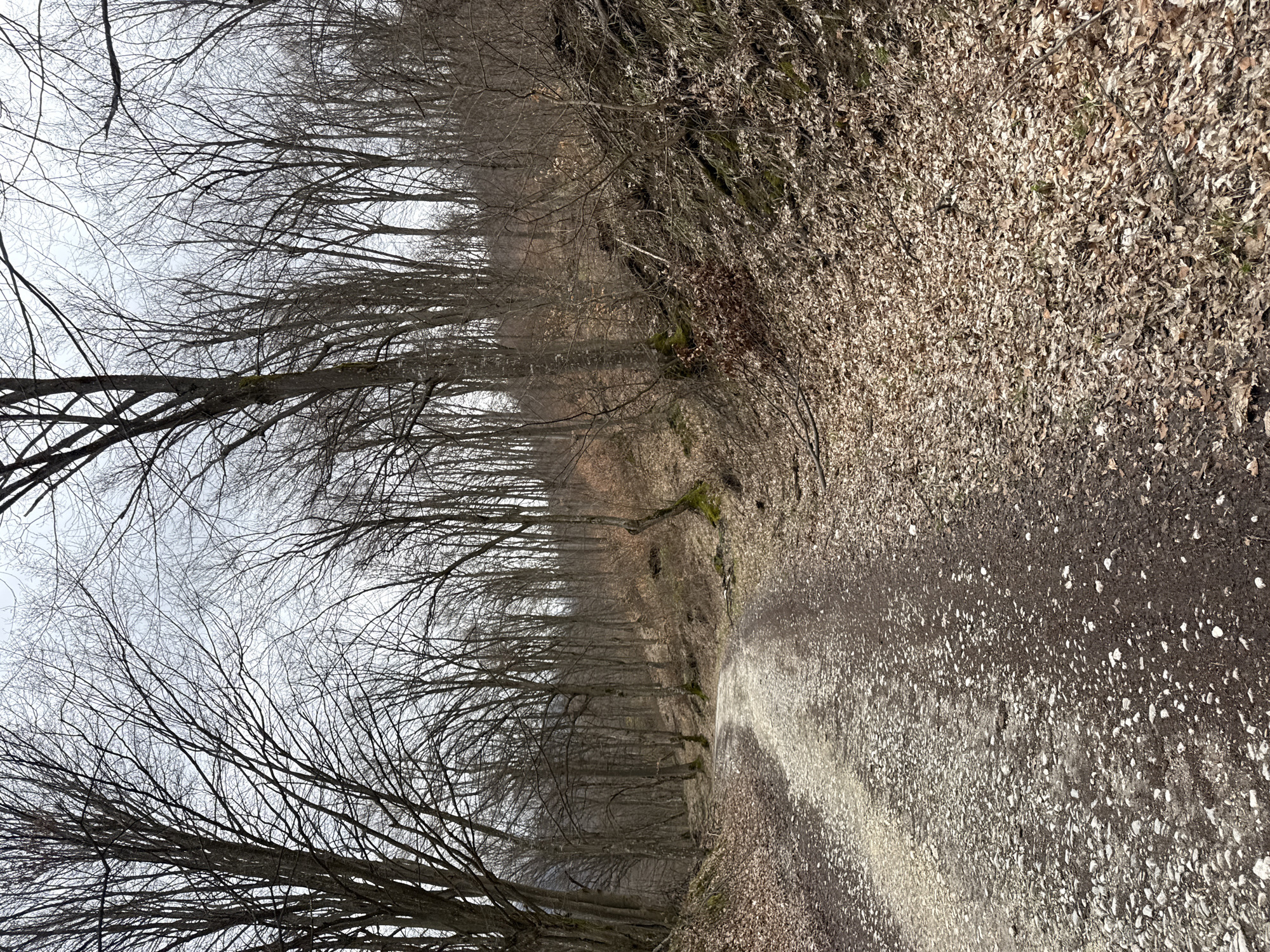 Forest path captured near Berkovitsa, Bulgaria in winter conditions