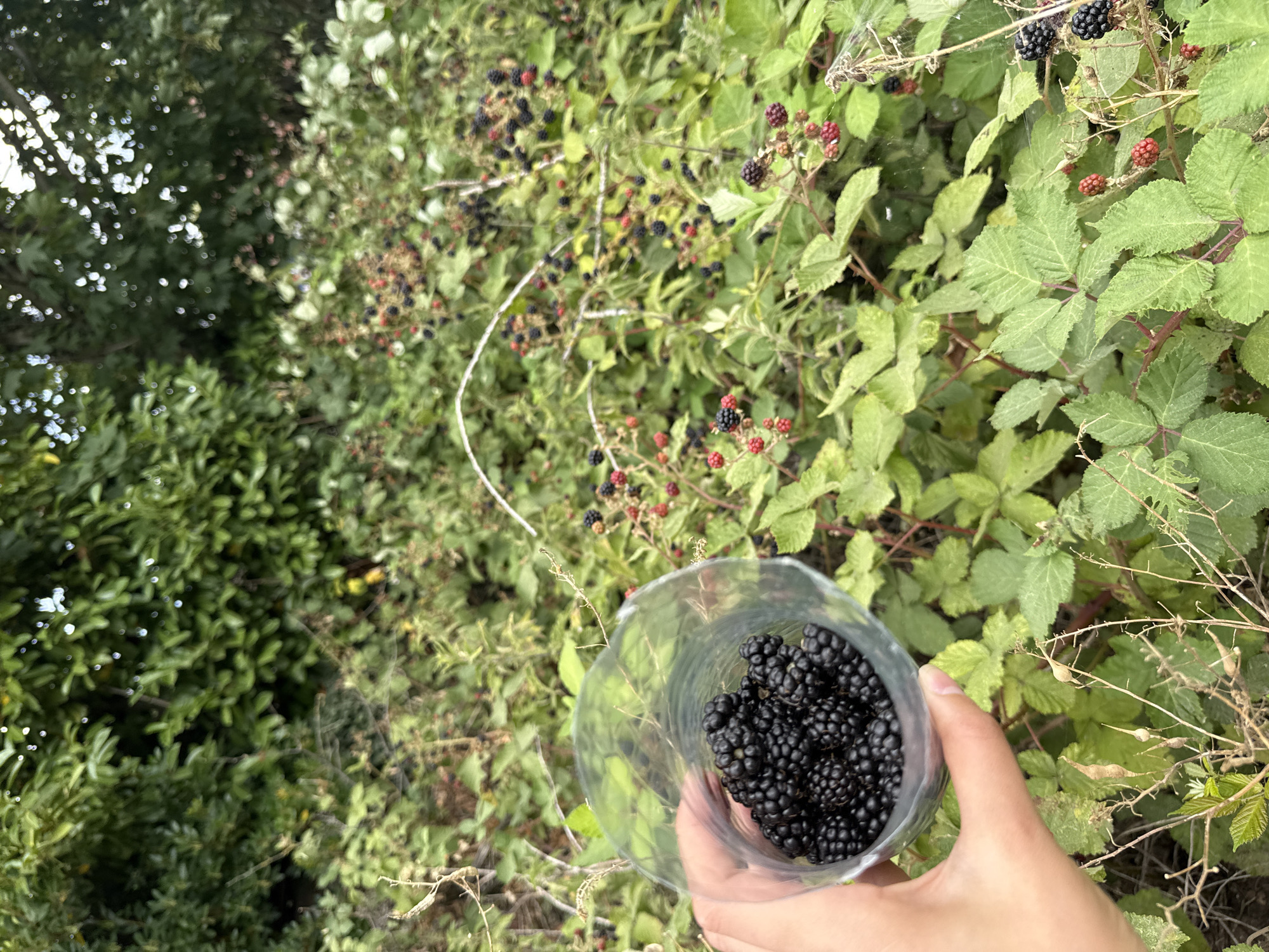 Fresh-picked blackberries held up against Great Yarmouth hedgerow