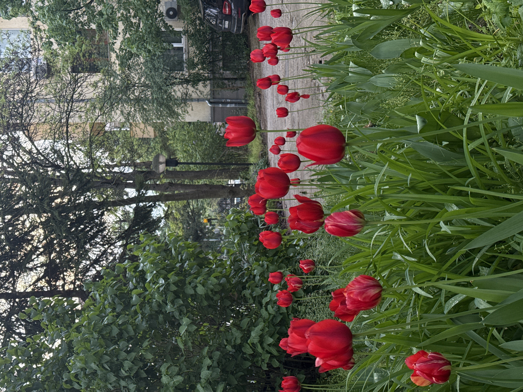 Garden scene documented in Sofia, Bulgaria early morning