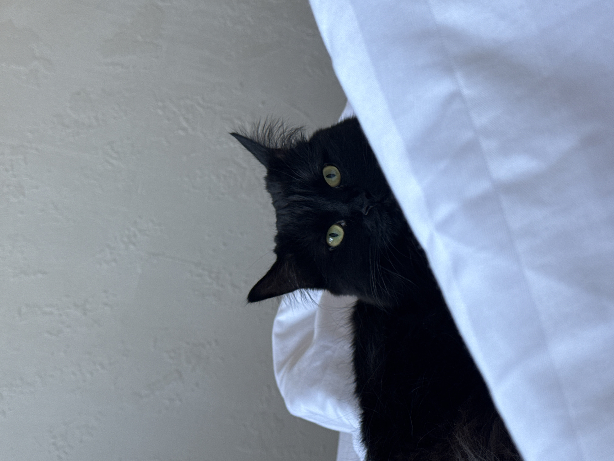 Quiet morning moments with cats and orchids in Rostov-on-Don