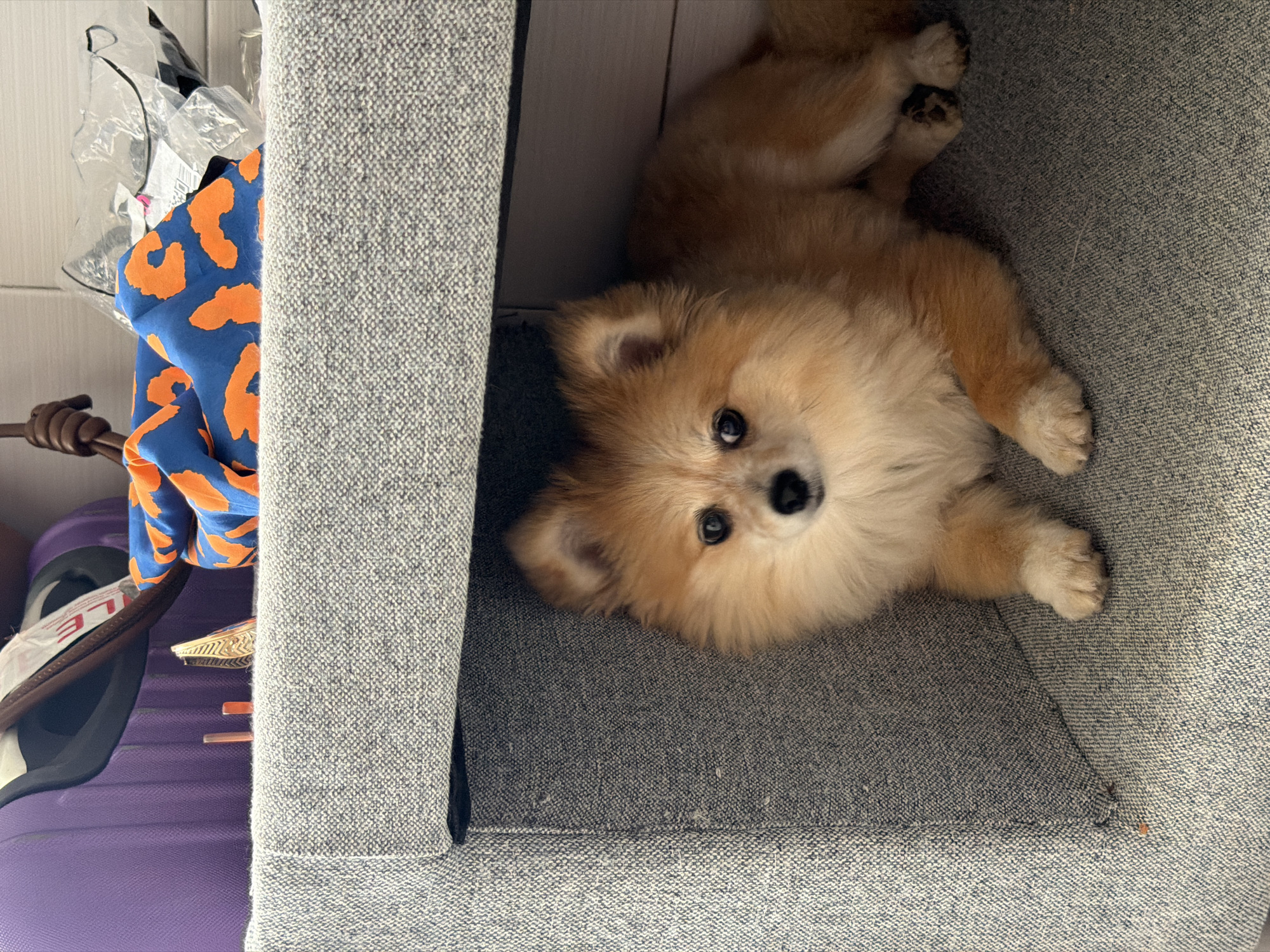 Pomeranian relaxing on a gray couch, multiple angles