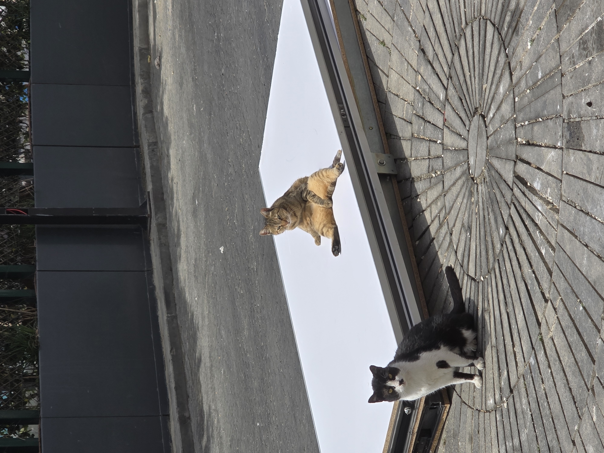 Two cats photographed in Tel-Aviv urban setting