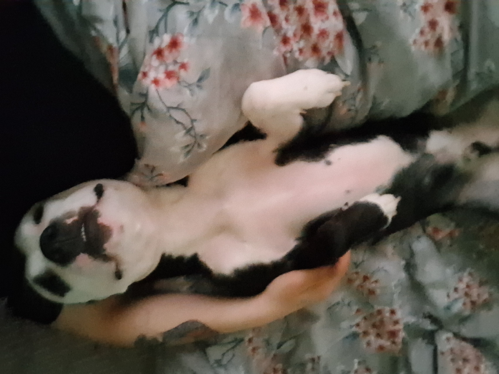 Morning cuddle session between person and dog in Varna