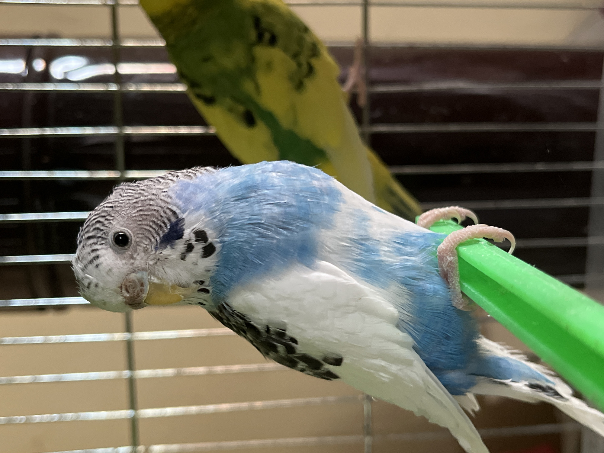 Pet budgerigars photographed in cage, Shumen Bulgaria